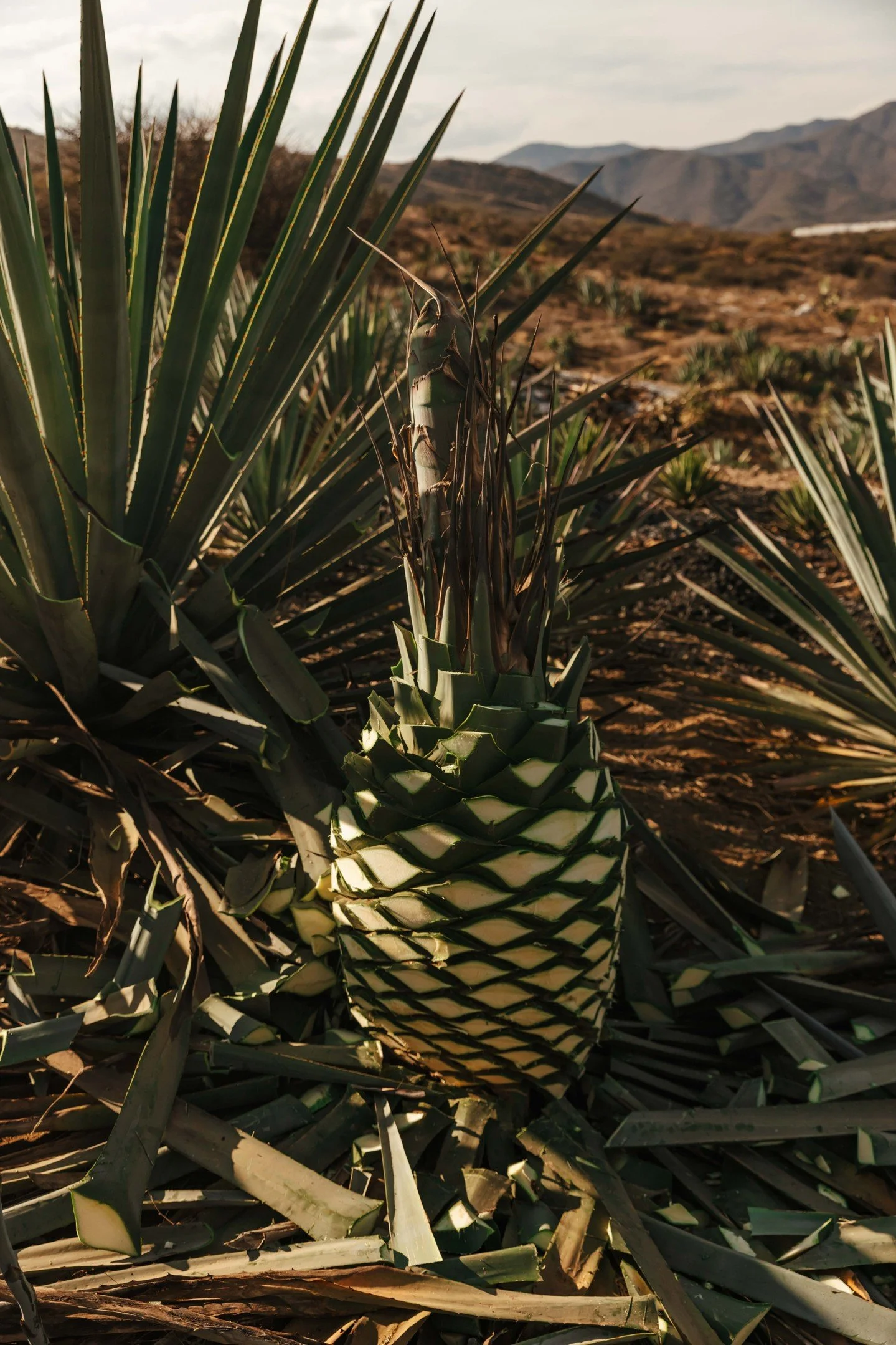🌵✨ Agave Education: Sustainability at the Source ✨🌵

At T.O. Mezcal, everything begins with the agave &mdash; and how we care for it. Sustainability isn&rsquo;t a trend for us; it&rsquo;s a commitment rooted in tradition, respect, and responsibilit