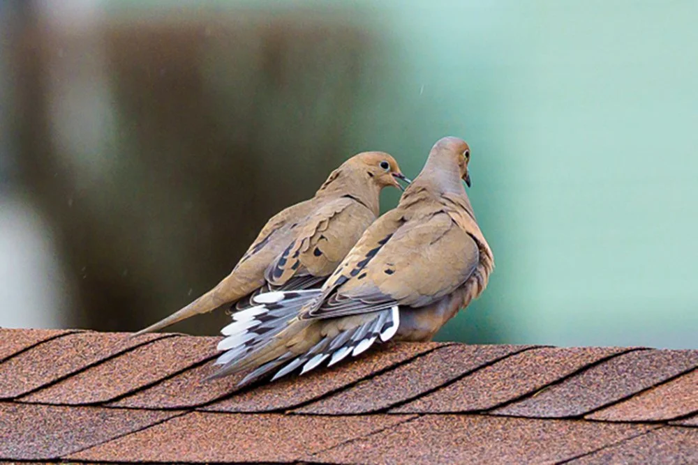 Leftover Birds (FREE download)