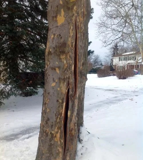 Winter Tree Damage in Frankfort, IN