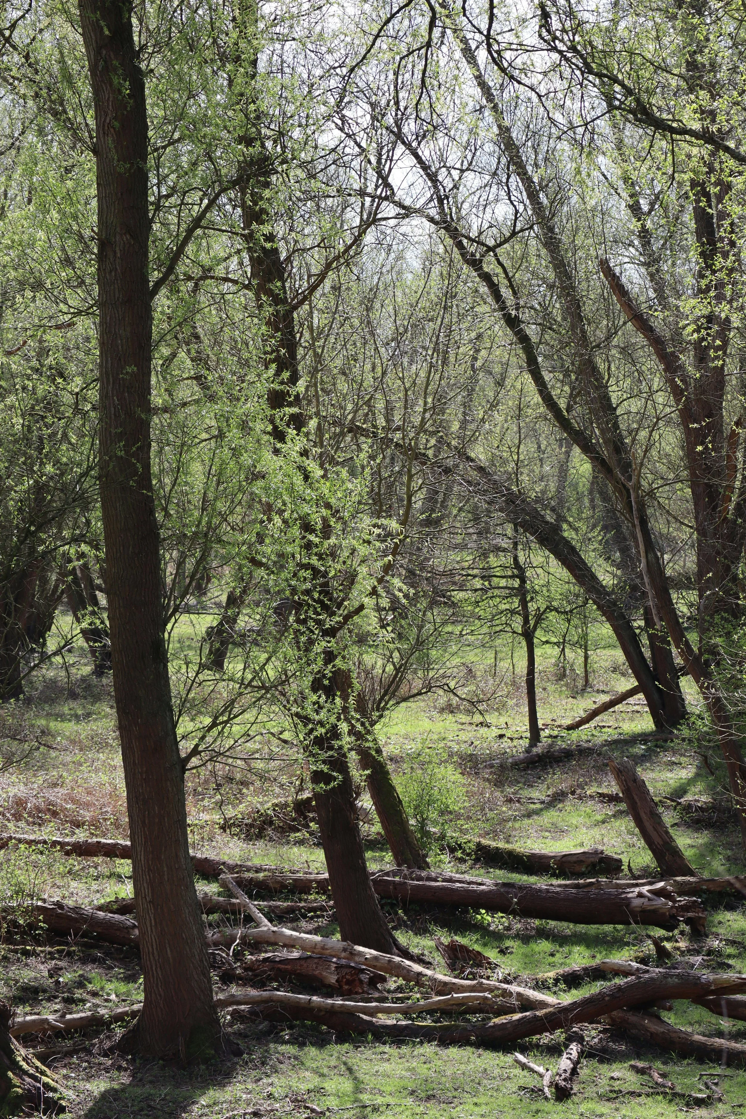 Why April Is a Critical Month for Clearing Tree Debris