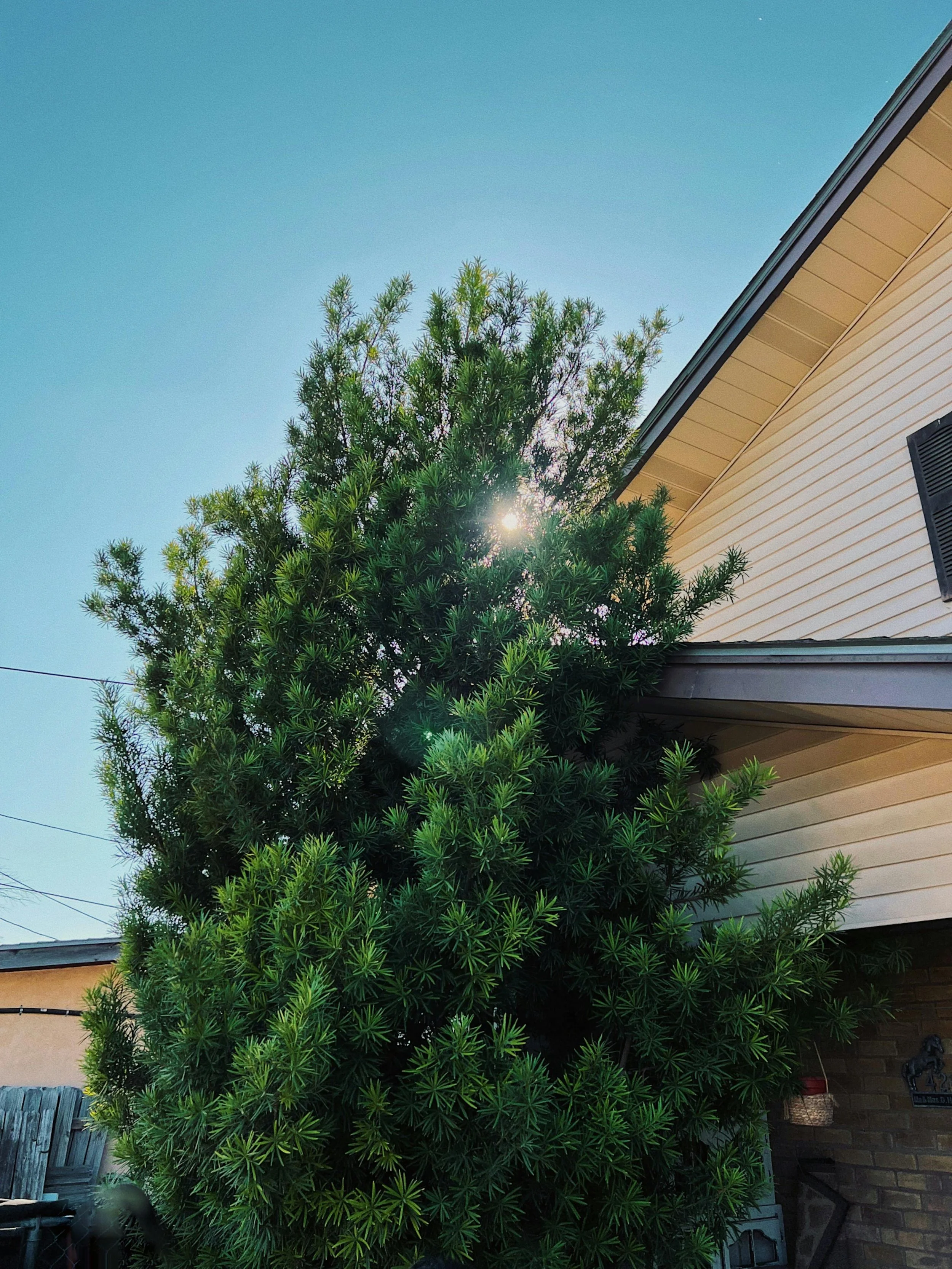 How Nearby Trees Can Impact Neighboring Properties