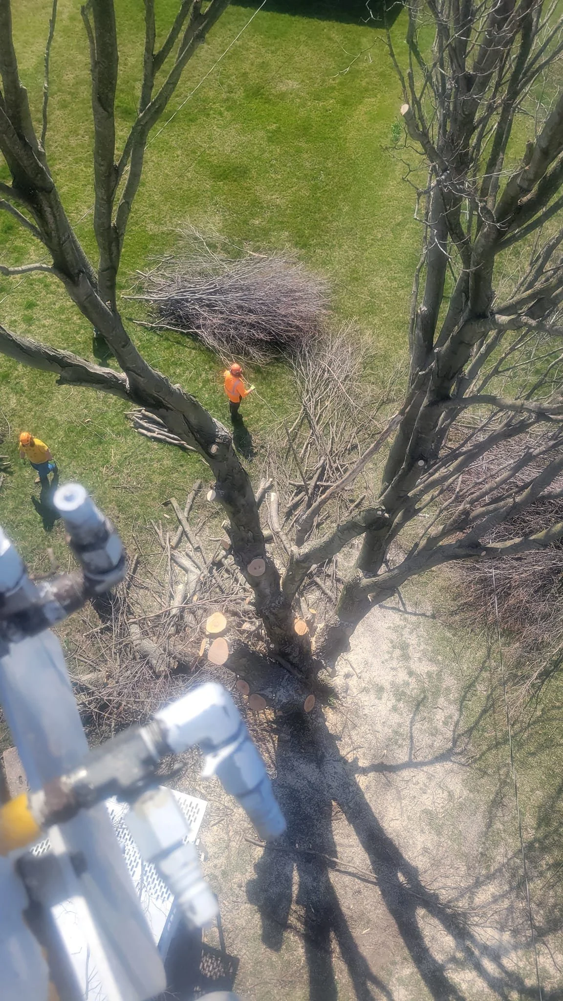 How Fast Spring Growth Can Lead to Overgrown Trees in Kokomo