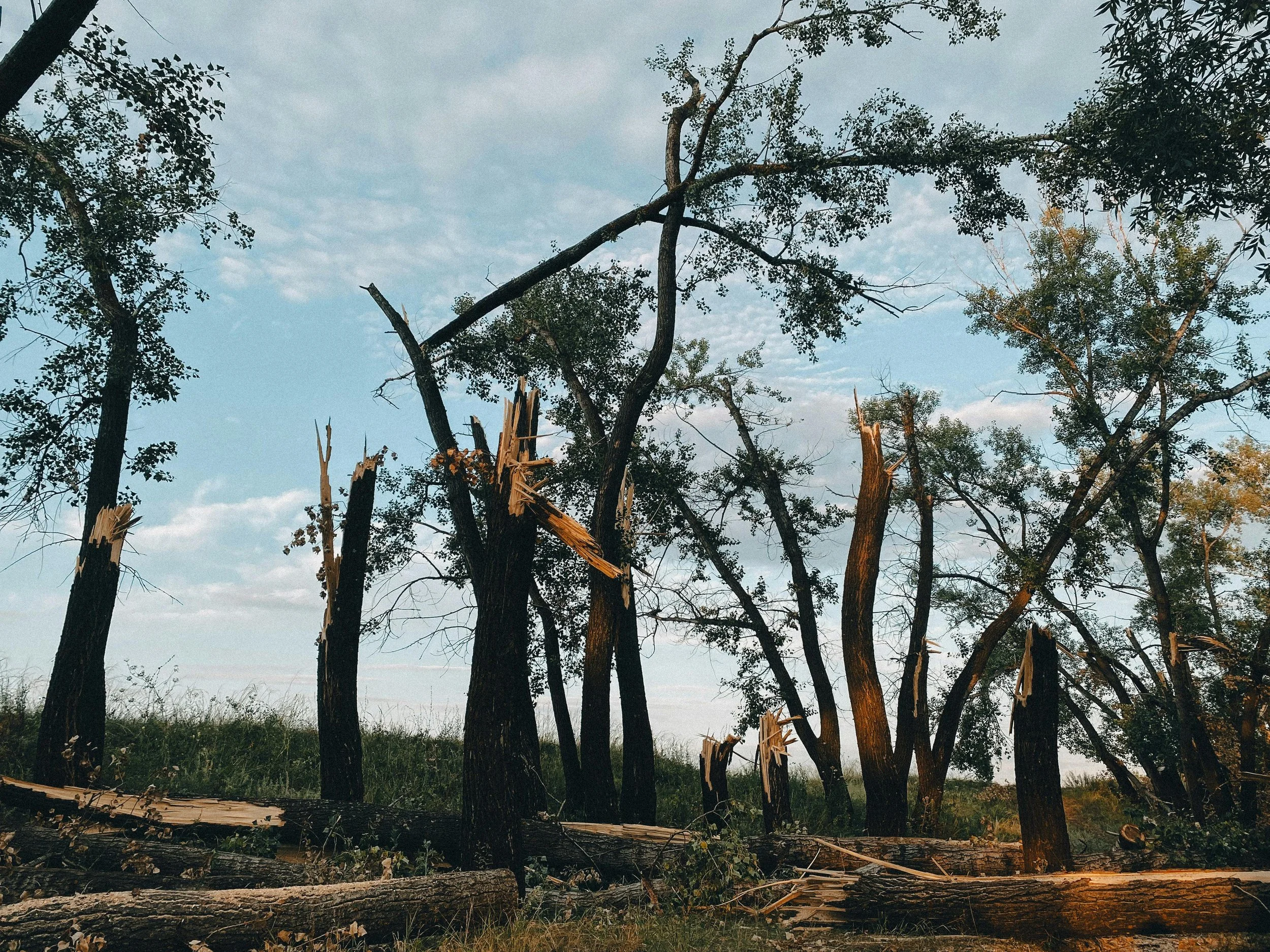 How to Tell If a Tree Is Dangerous Before It Falls