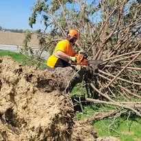Emergency Tree Situations: What Homeowners in Lebanon Should Do First