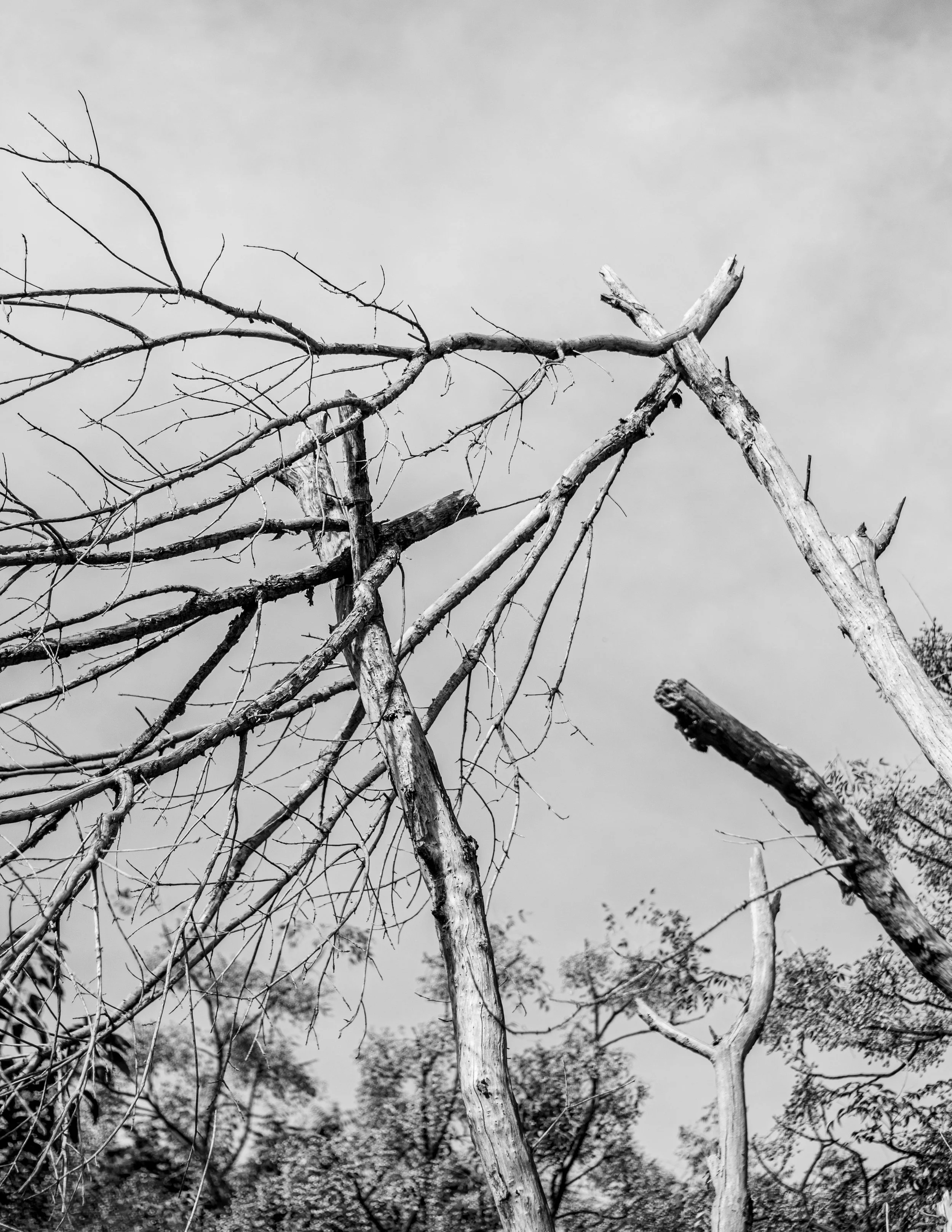 Why Trees Drop Branches During Hot Summer Weather