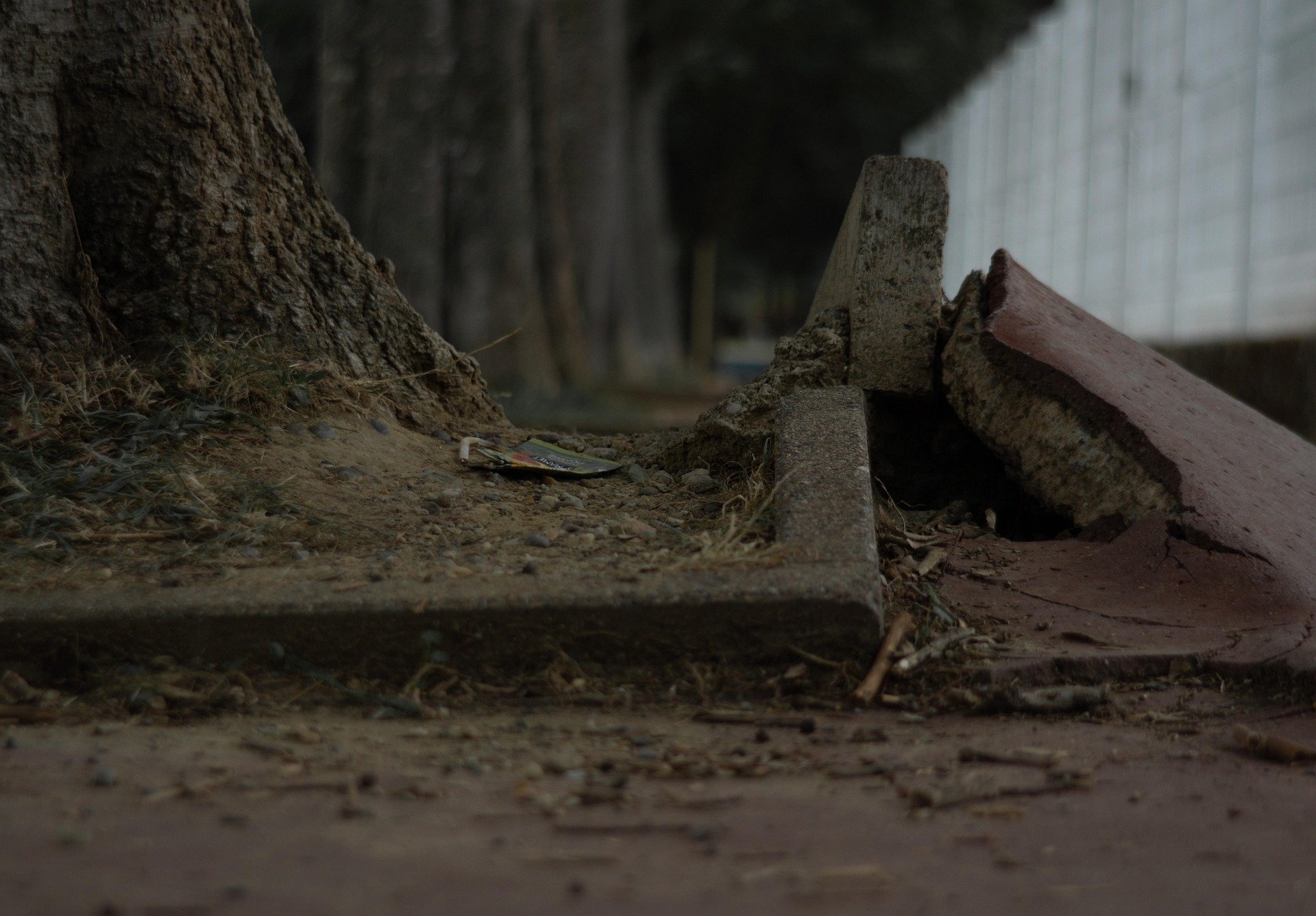 Why Trees Near Driveways and Sidewalks Need Summer Maintenance