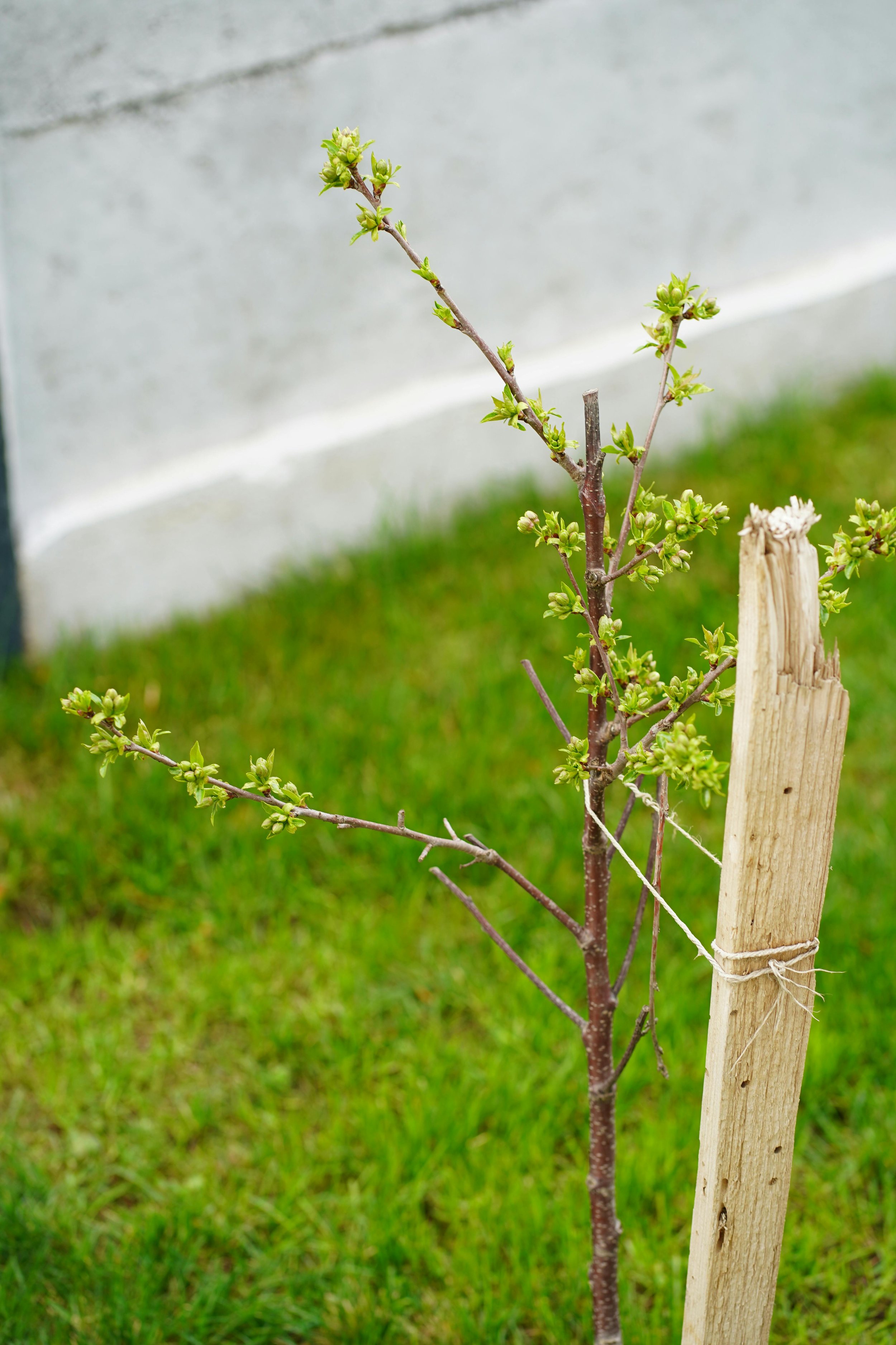 Why Late Summer Is Hard on Newly Planted Trees