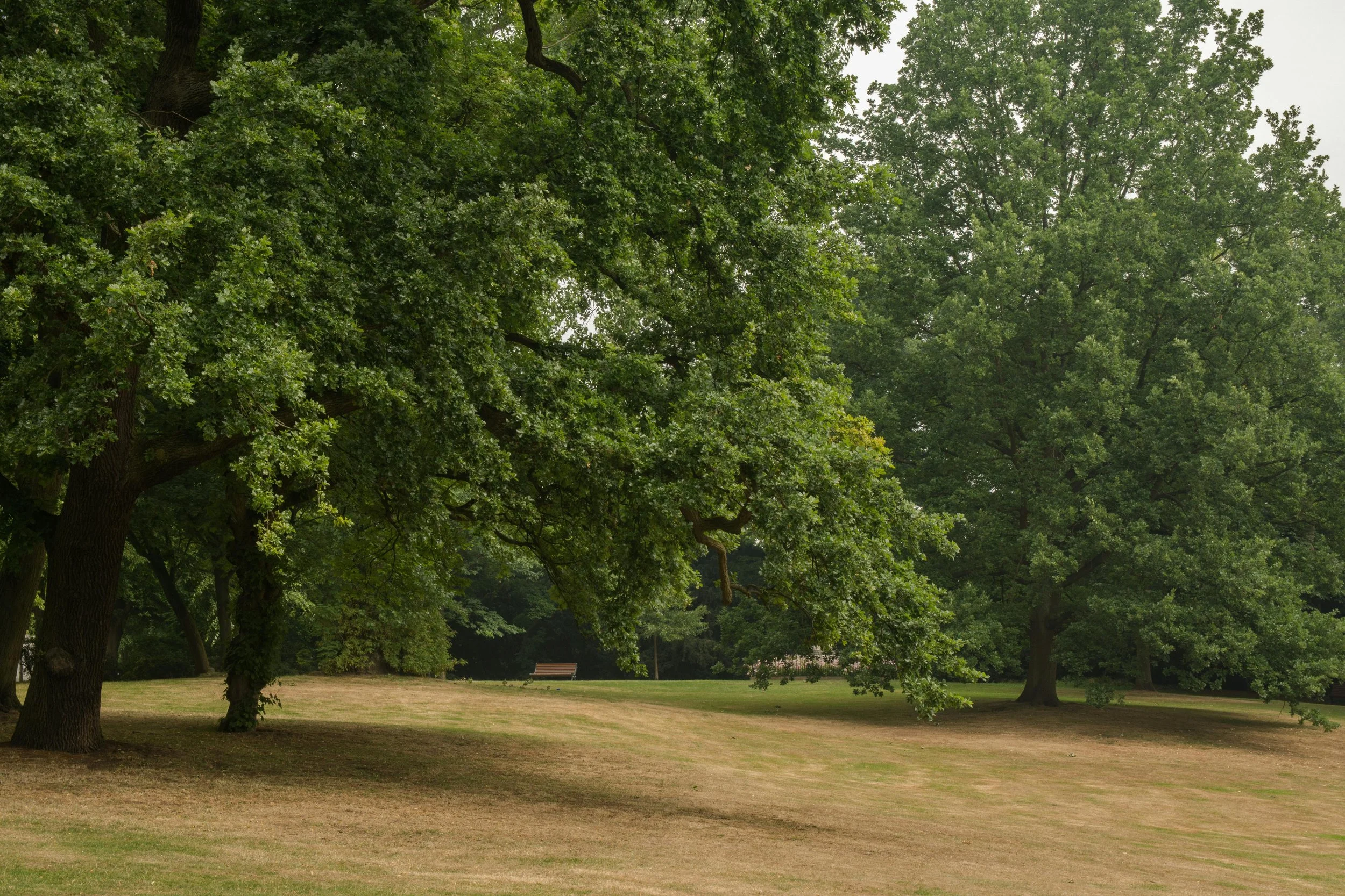 Why Tree Shade Can Affect Lawn Health in Summer