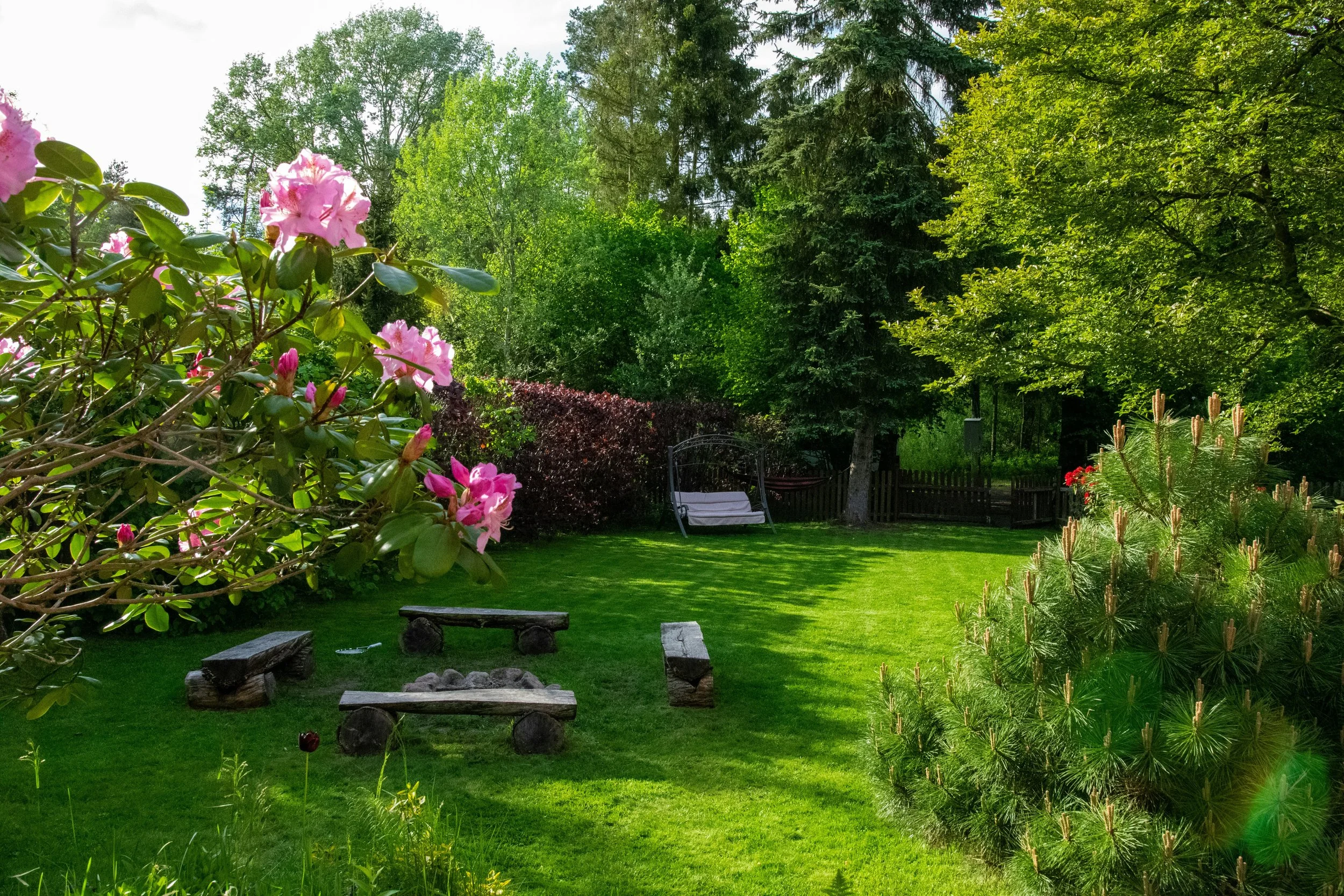 How Trees Increase Property Value in Established Neighborhoods