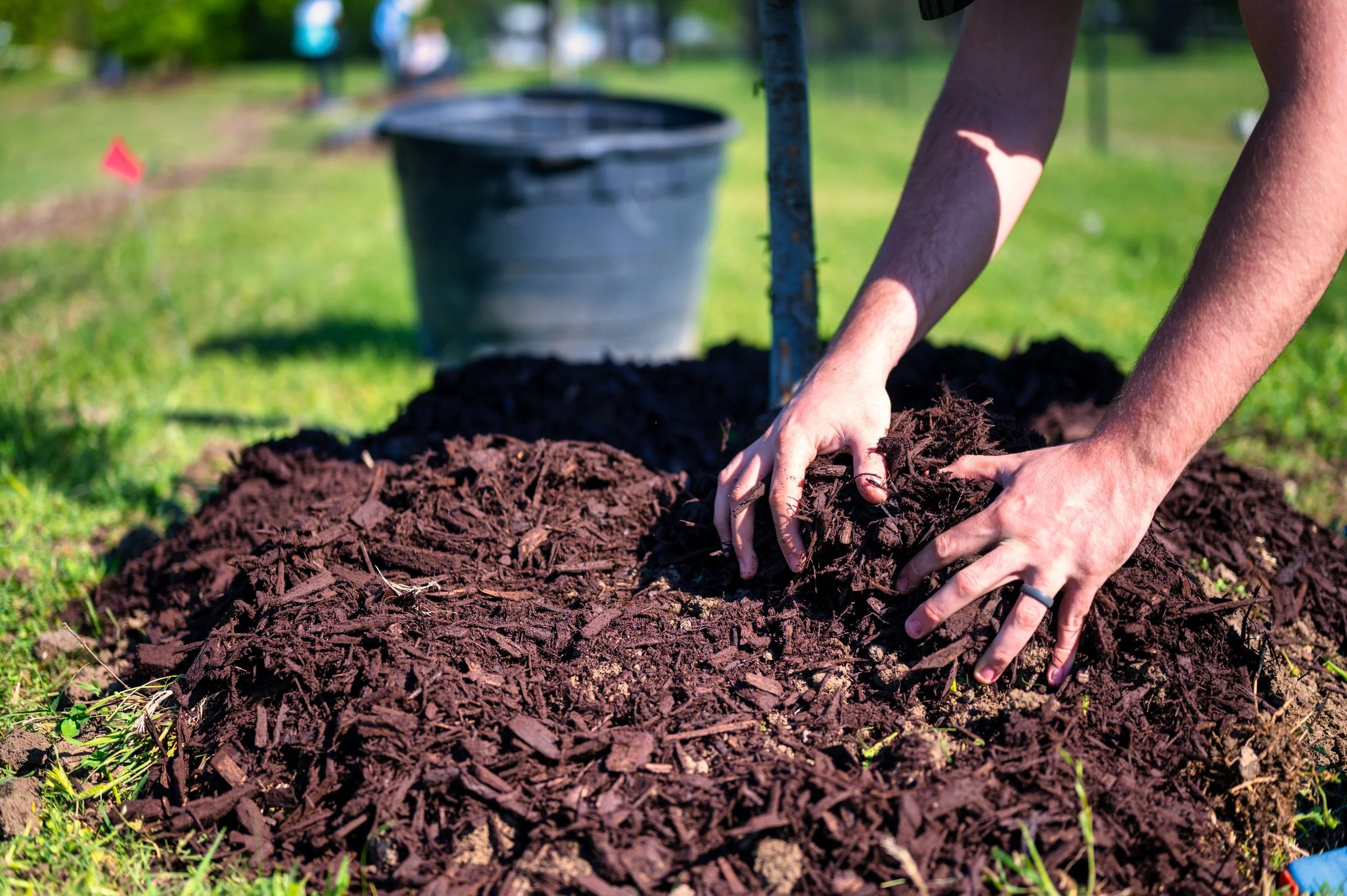 Tree Mulch: Common Mistakes Homeowners Should Avoid
