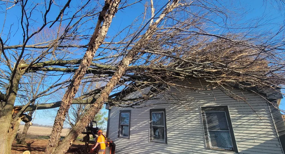 Gallery Baber's "Honest John" Tree Service Tree Service Central