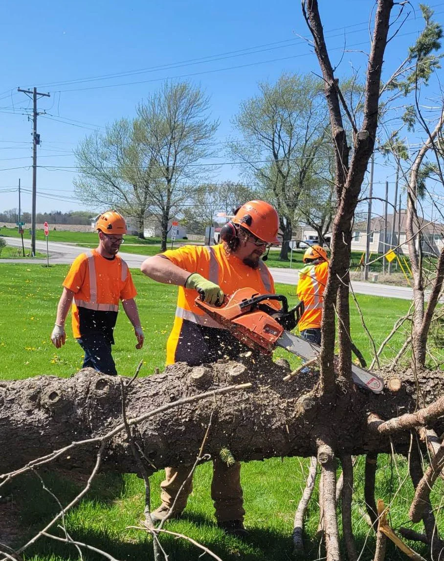 Gallery Baber's "Honest John" Tree Service Tree Service Central