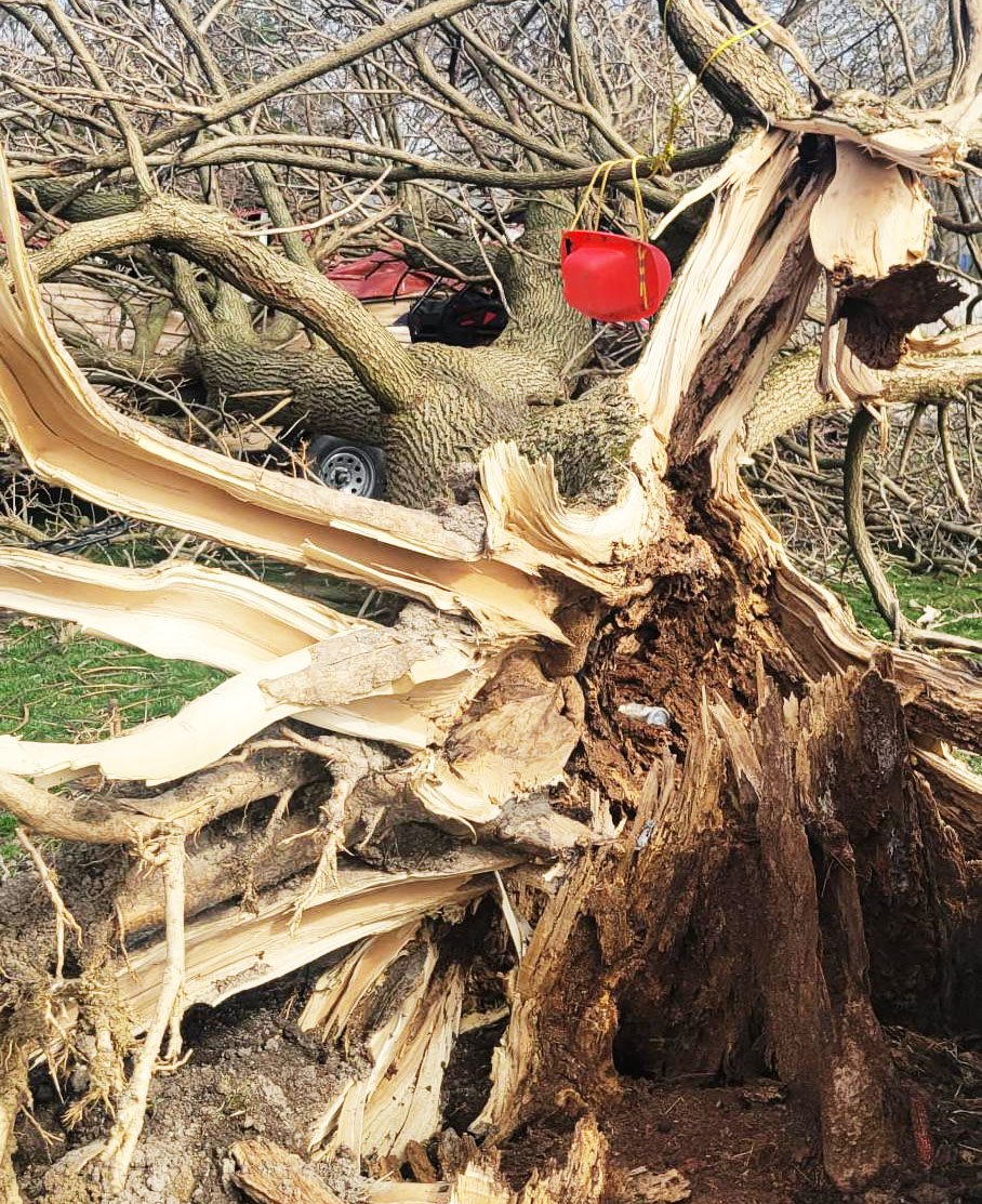 Gallery Baber's "Honest John" Tree Service Tree Service Central