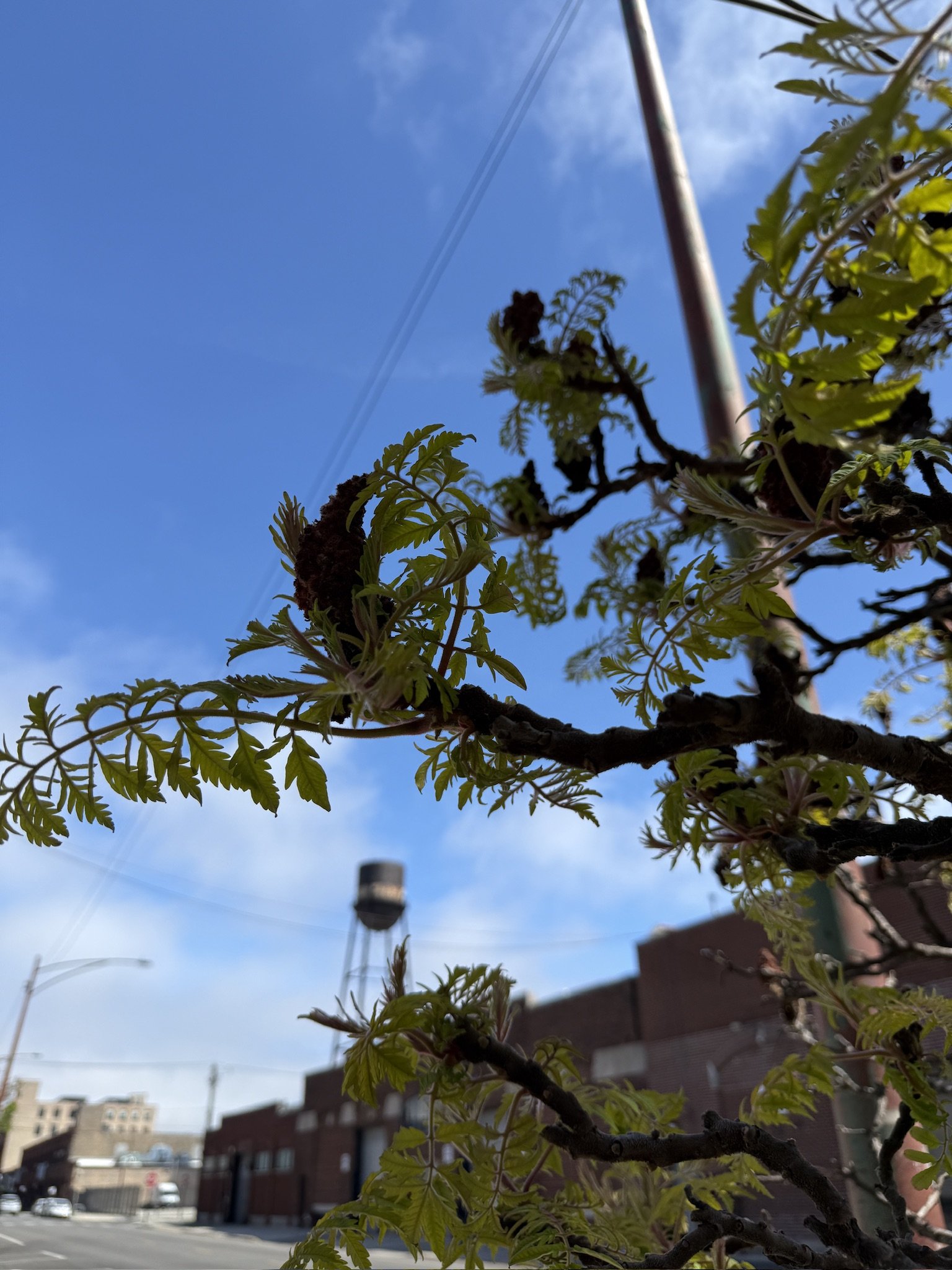 39D13B66-C27B-4FE9-9EC7-B781FCA018EA_1_102_o.jpeg