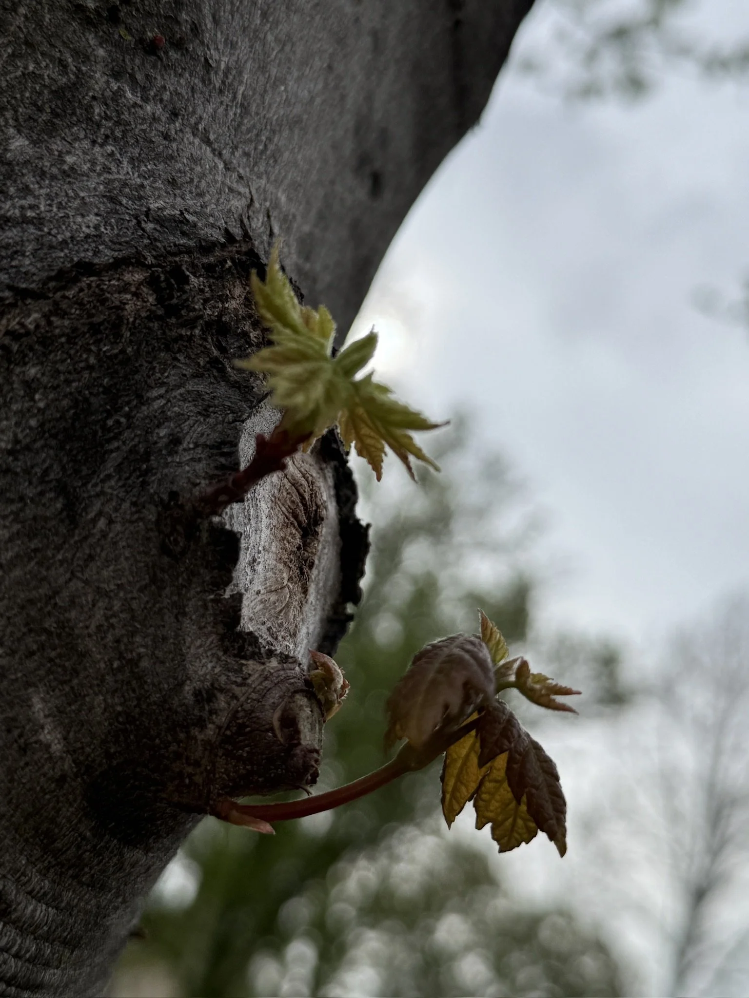 AF1A209B-21B9-4E77-9CCA-06134FFA0EF1_1_102_o.jpeg