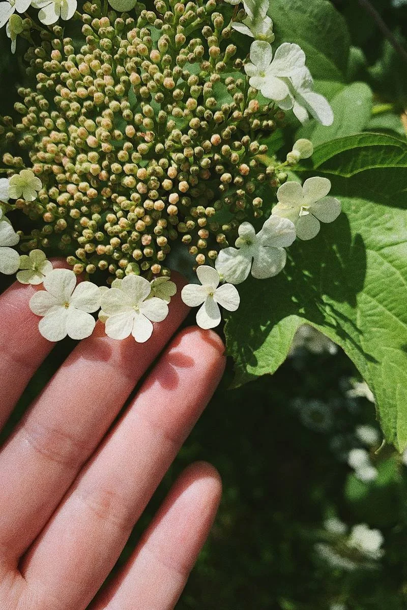 Hand gently cupping a cluster of white viburnum flowers, evoking mindful presence in the body