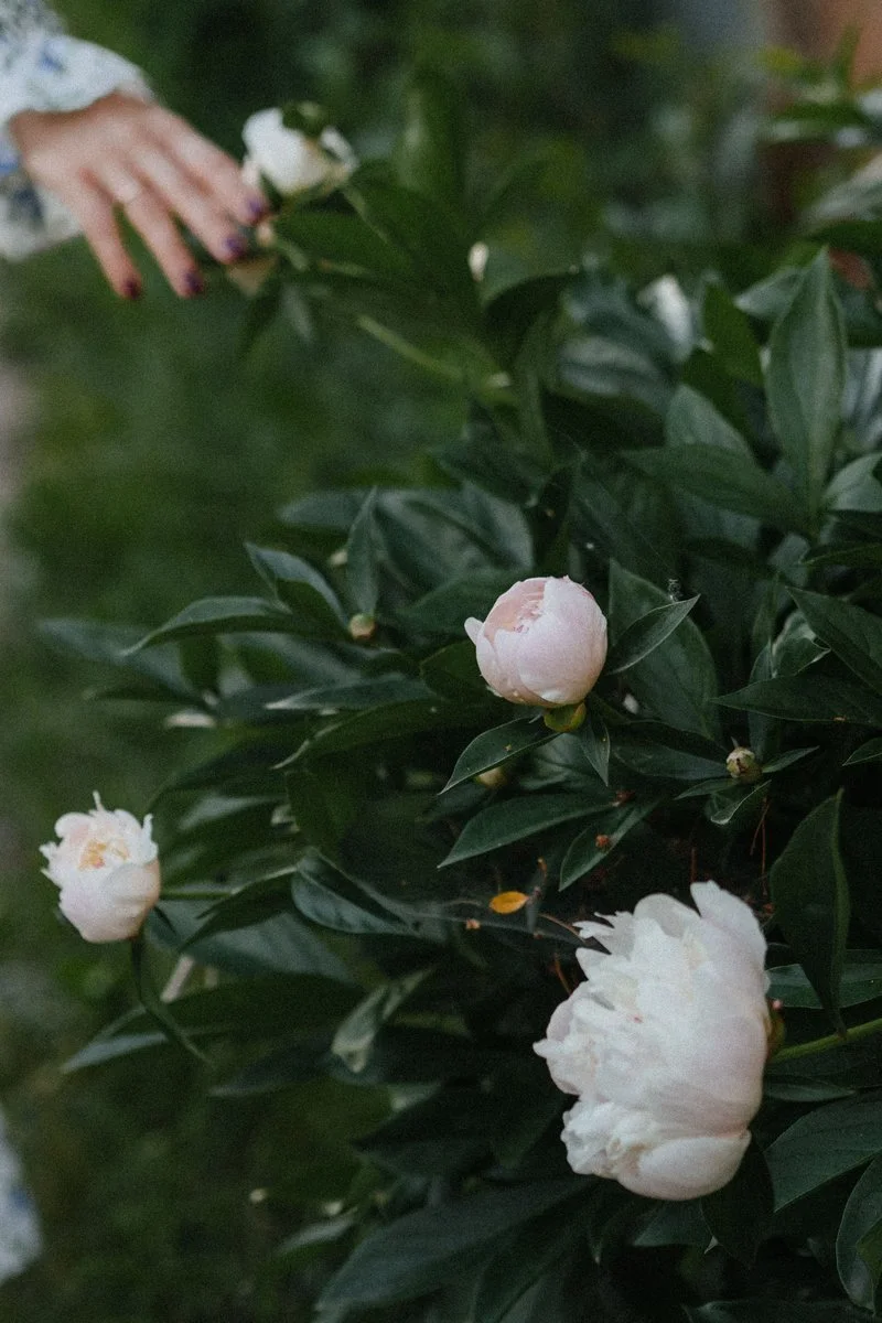 Close-up of a hand gently touching a white peony blossom, symbolizing tender self-reconnection for women seeking somatic support