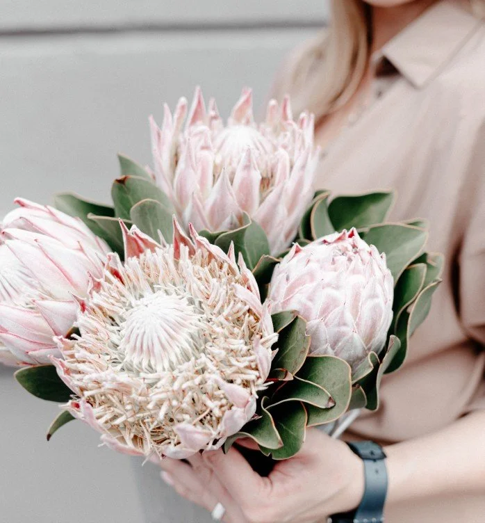 Woman holding a lush bouquet of pink king protea flowers, representing women's empowerment and authentic expression