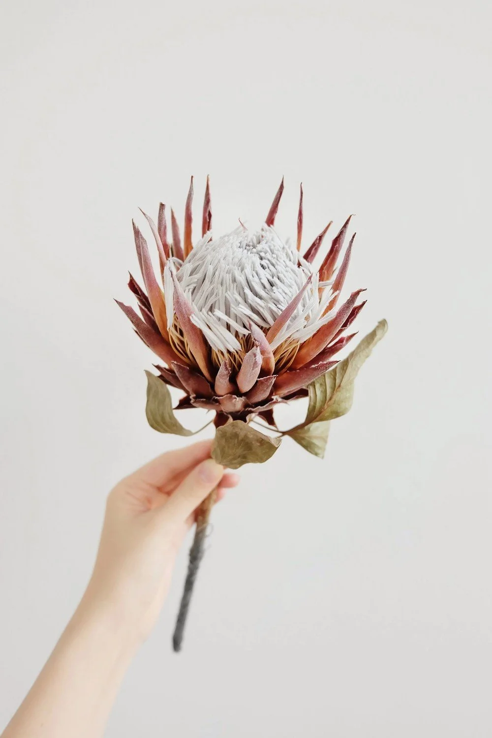 Hand holding a single king protea bloom, symbolizing the depth of somatic training and preparation
