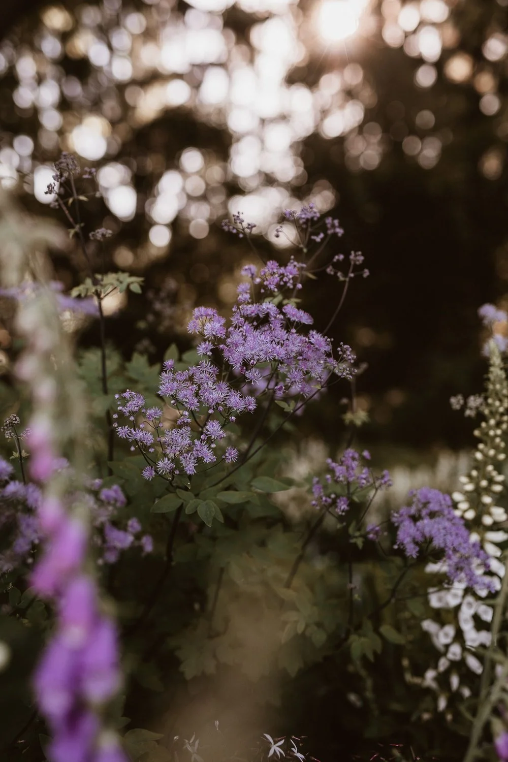 Close-up of purple and pink wildflowers in a natural setting with sunlight and blurred background.