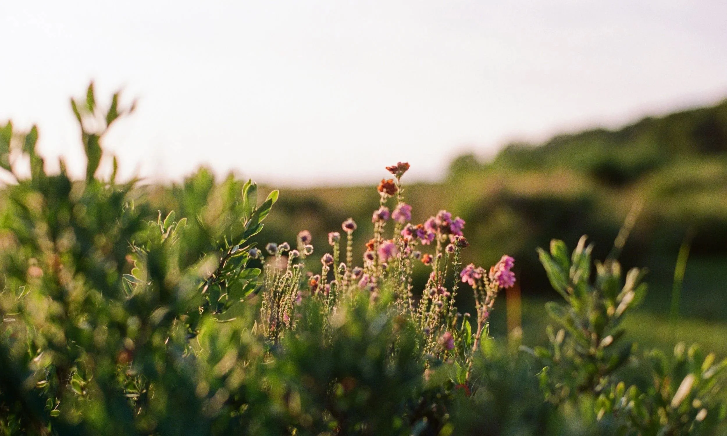 Wildflower meadow glowing in golden hour light, welcoming women into a space of exhale and transformation