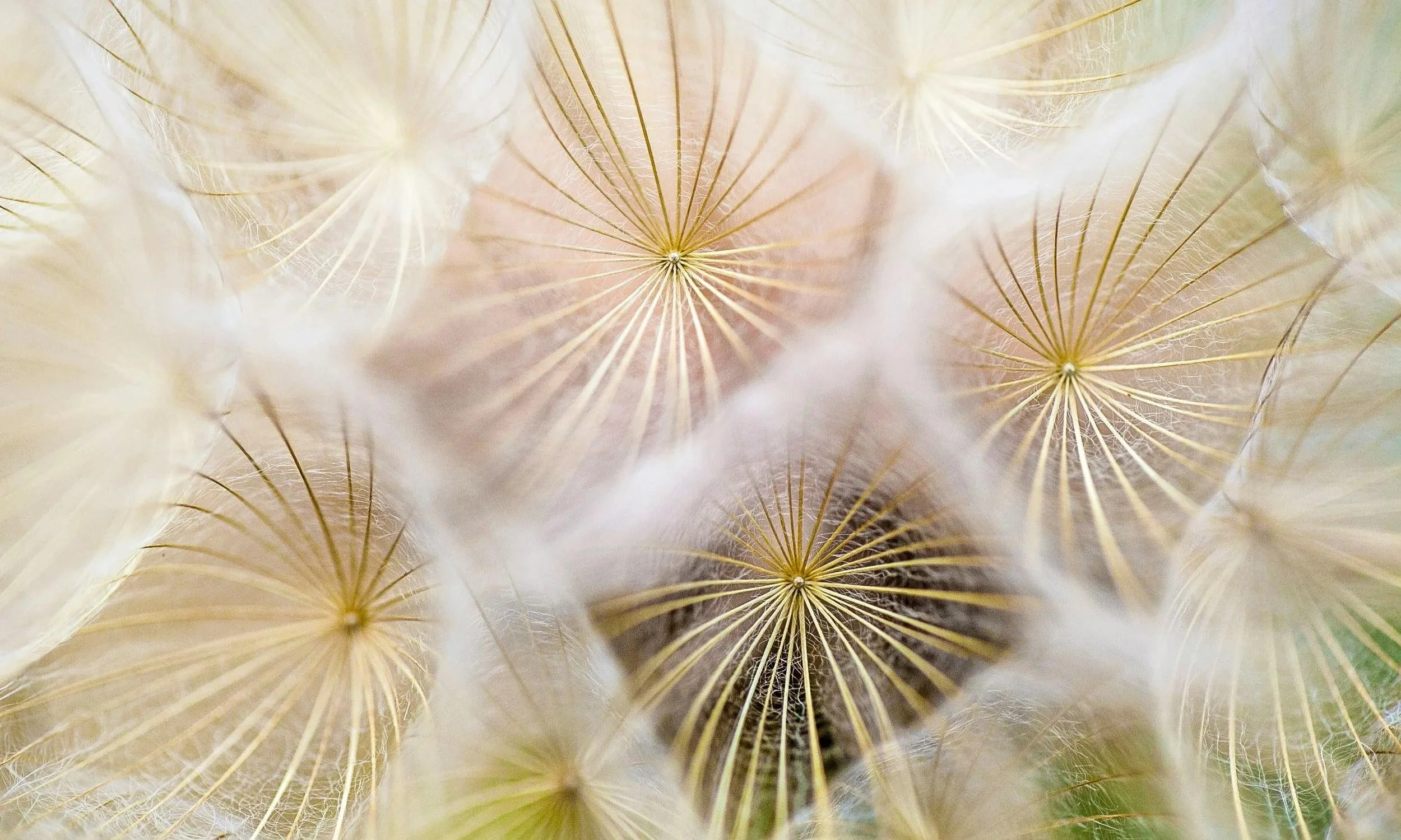 Soft, ethereal close-up of dandelion seed heads, creating a gentle backdrop for the founder's portrait.