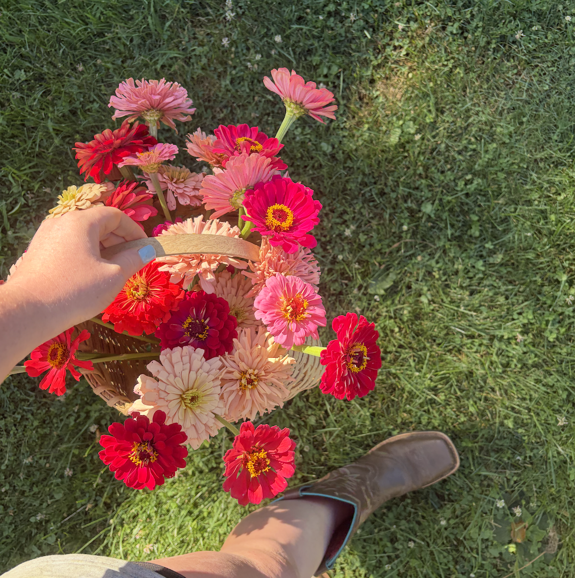Person holding a basket of pink, red, and peach zinnia flowers outdoors on grass, with the person's brown boot visible in the bottom right corner.