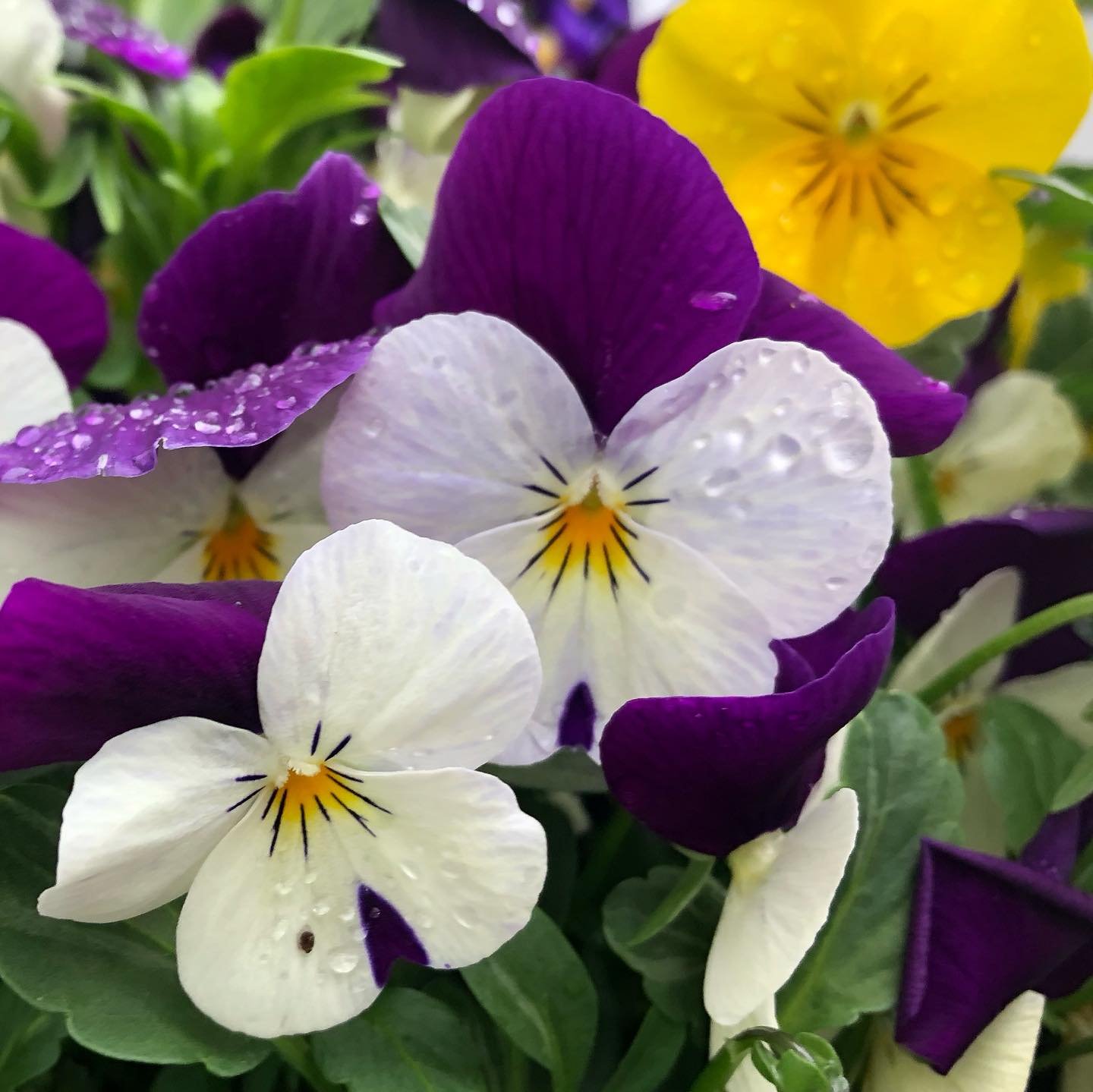 Something cheery because the day is dreary&hellip; #johnnyjumpups