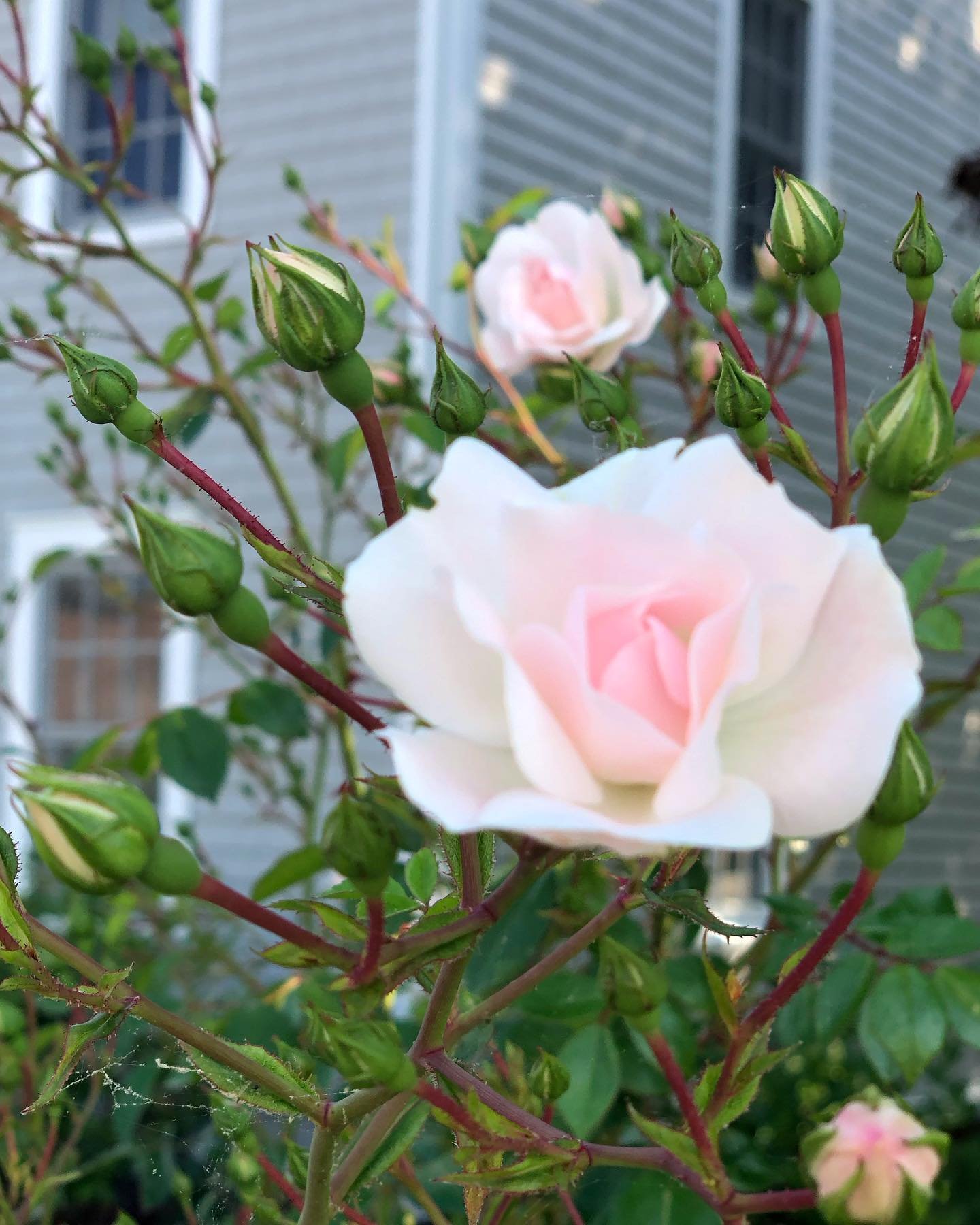 #june is for #roses