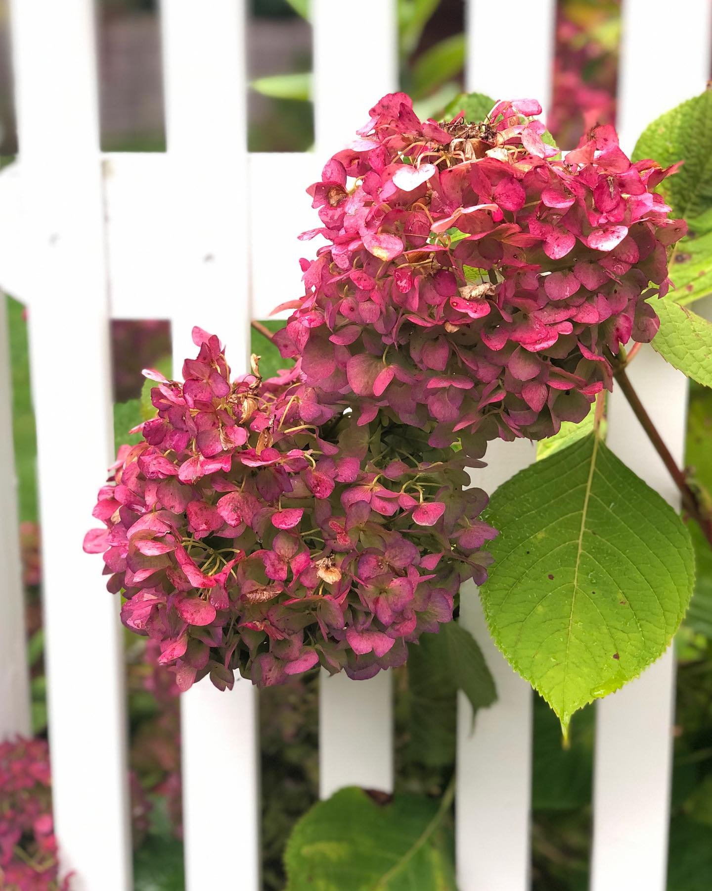#fallflowers #hydrangeas #daisies