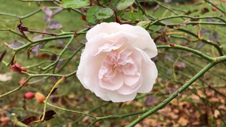Love the tenacity of these #lateblooms  They look fragile, but they&rsquo;re strong!