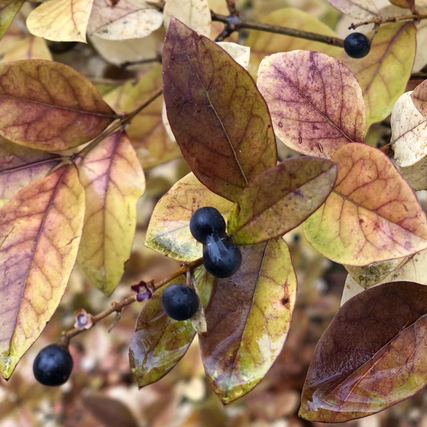 #fallcolors #wetday brings out the bright colors of the leaves and #bittersweet