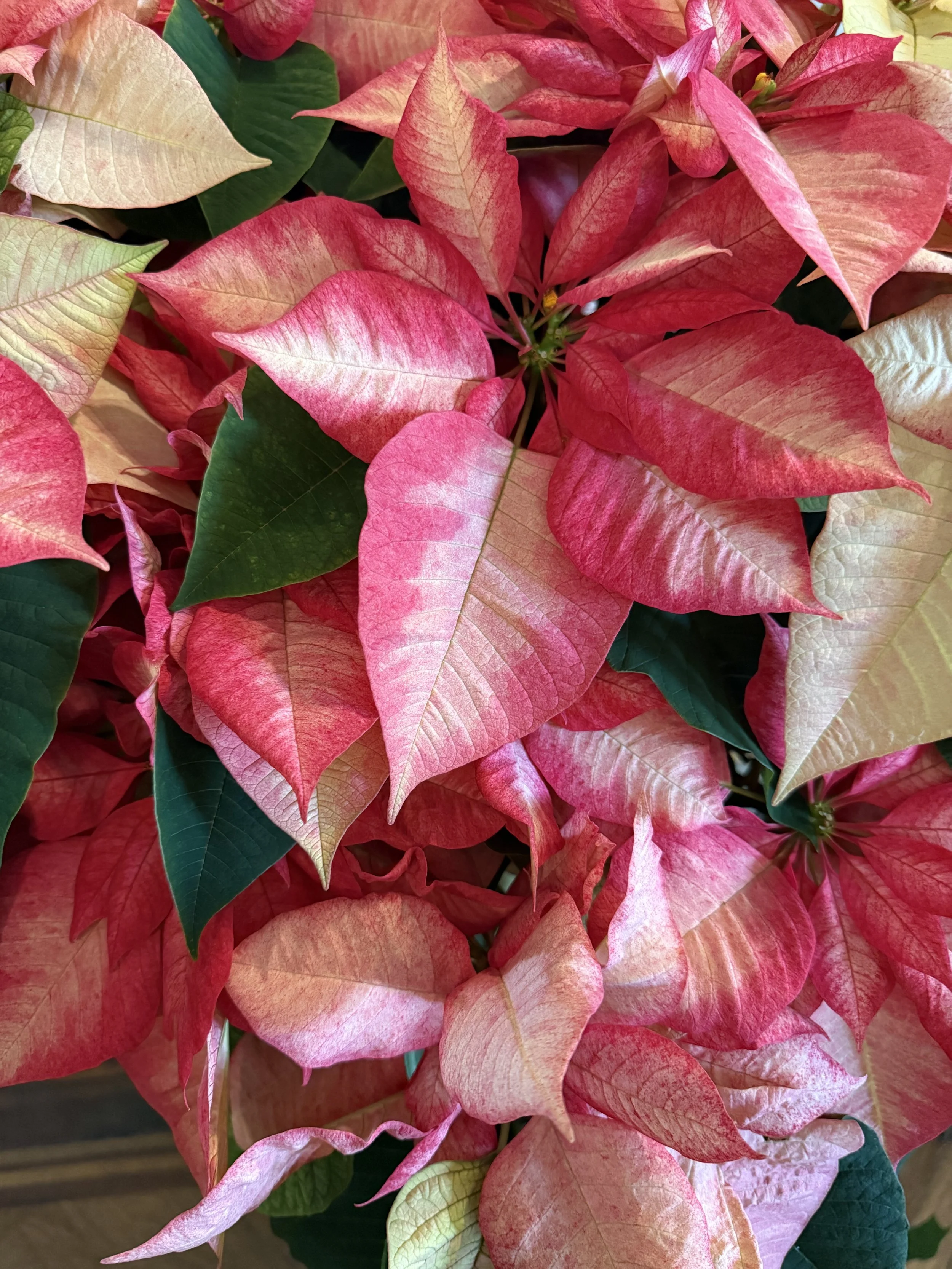 Pink Poinsettia