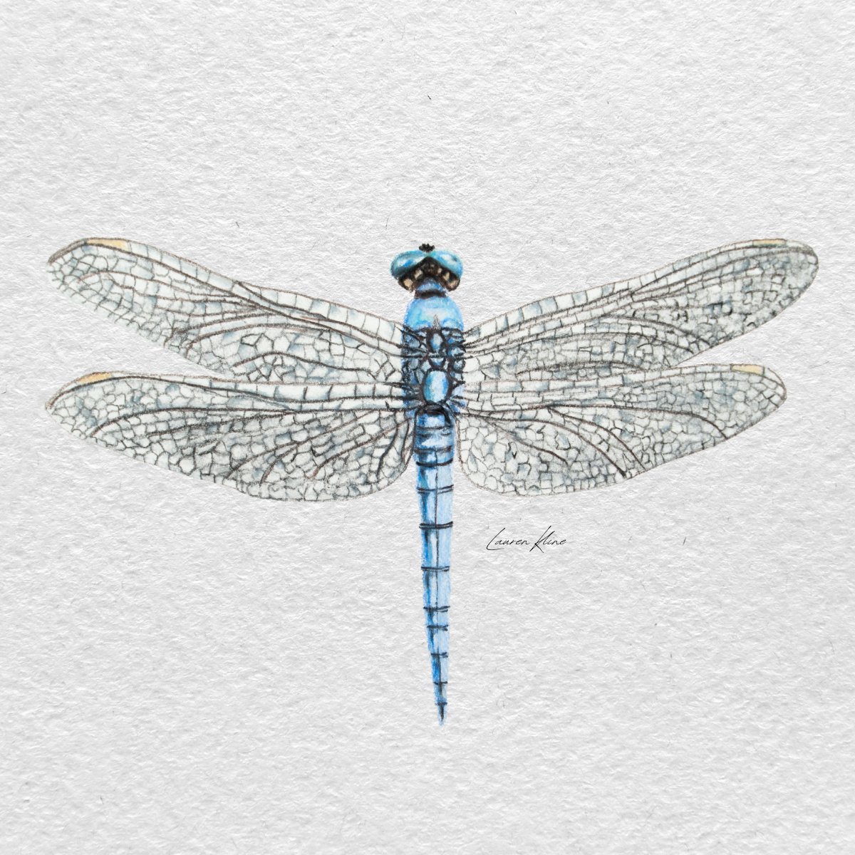 dragonfly.png