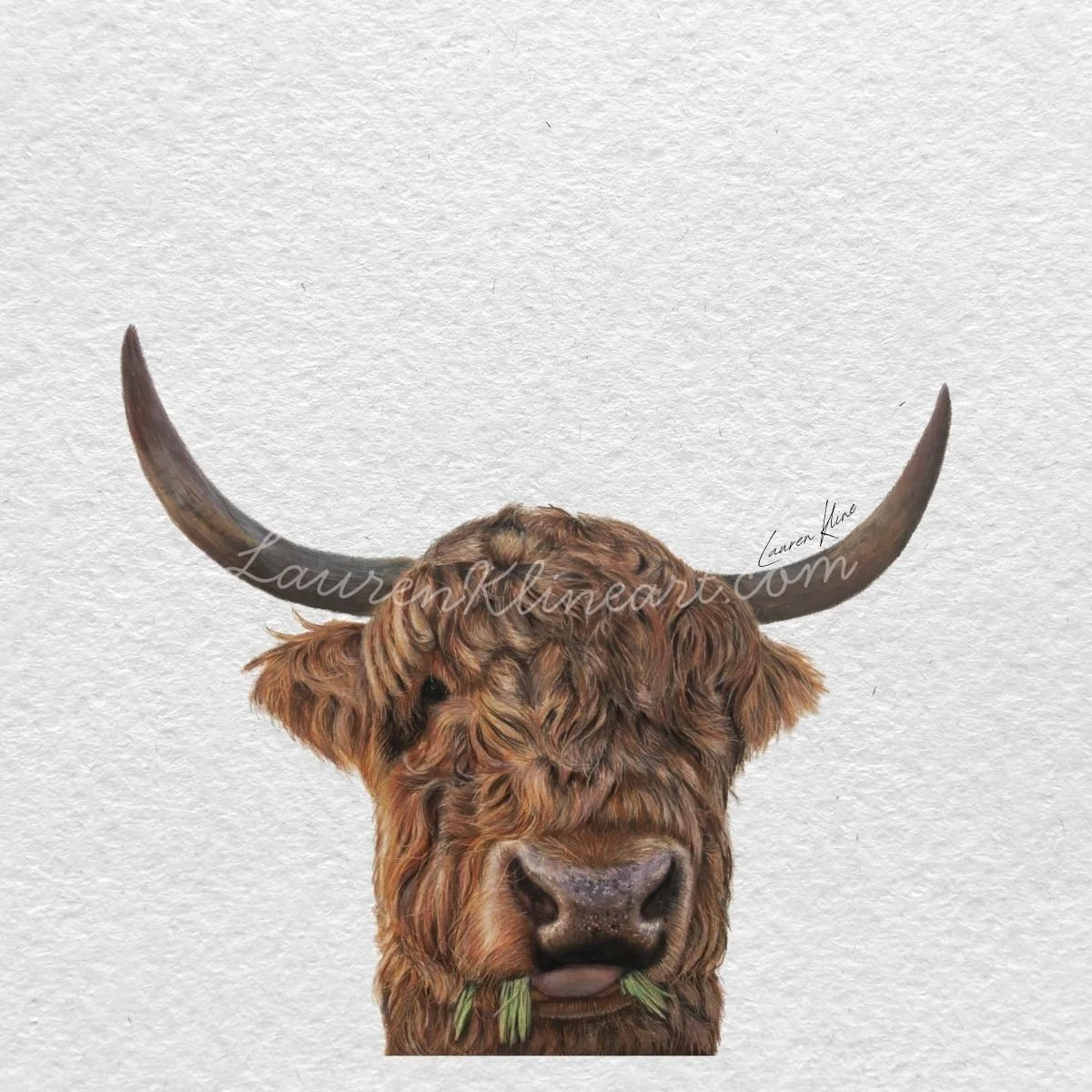 highland cow.jpg