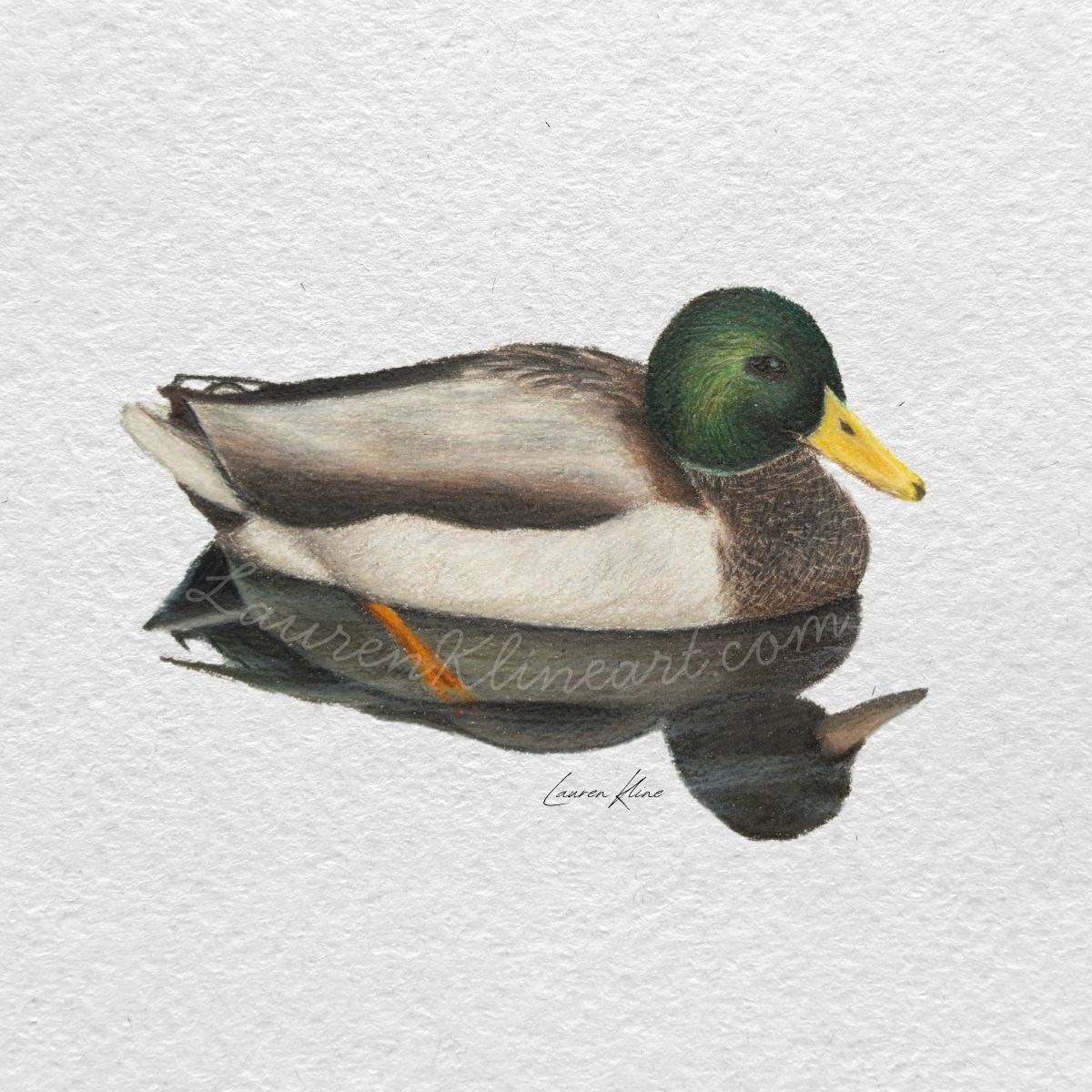 Mallard Duck.jpg