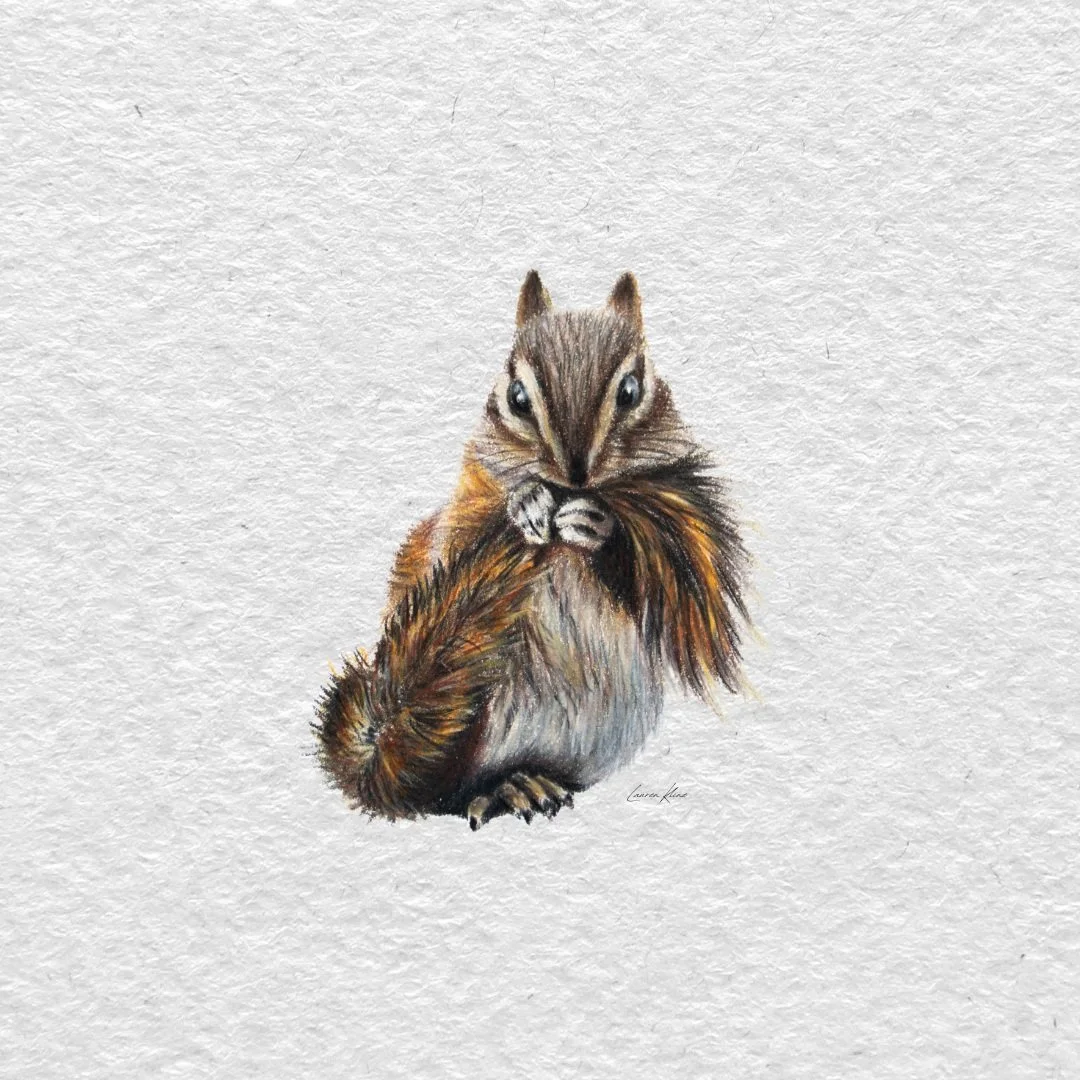 Chipmunk.jpg