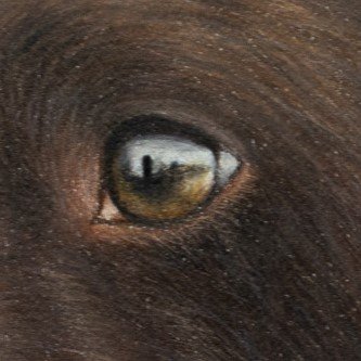 How to Draw Animal Eyes: A Step-by-Step Guide