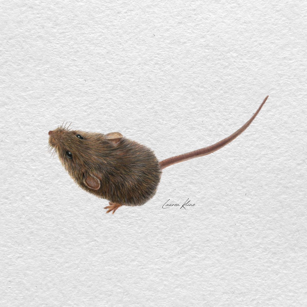 mouse.png