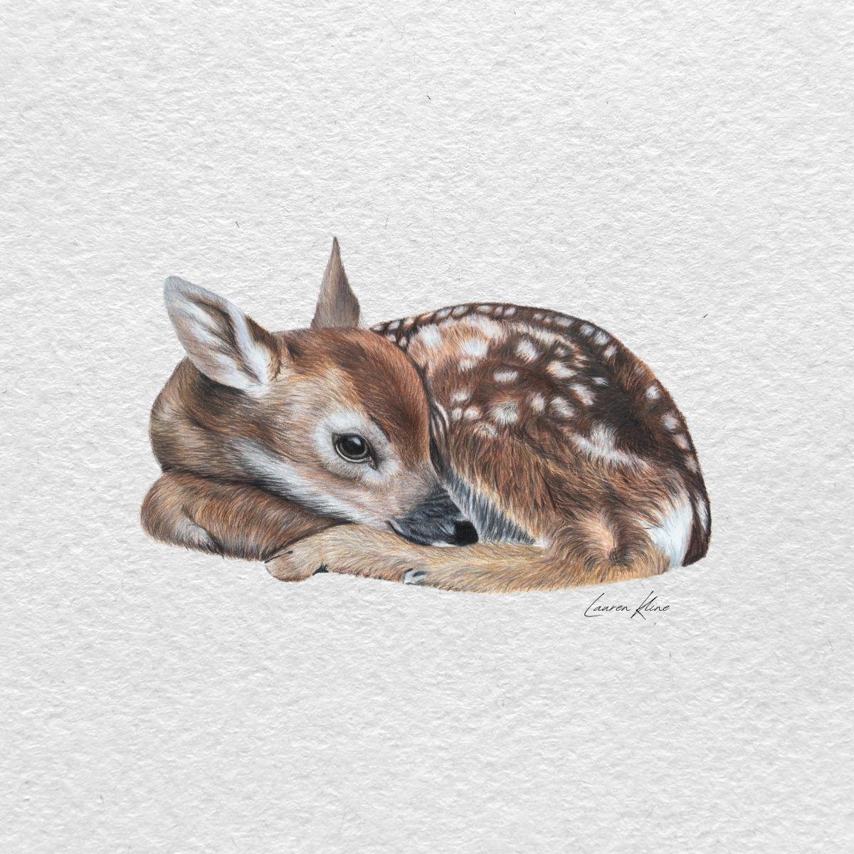 fawn.png