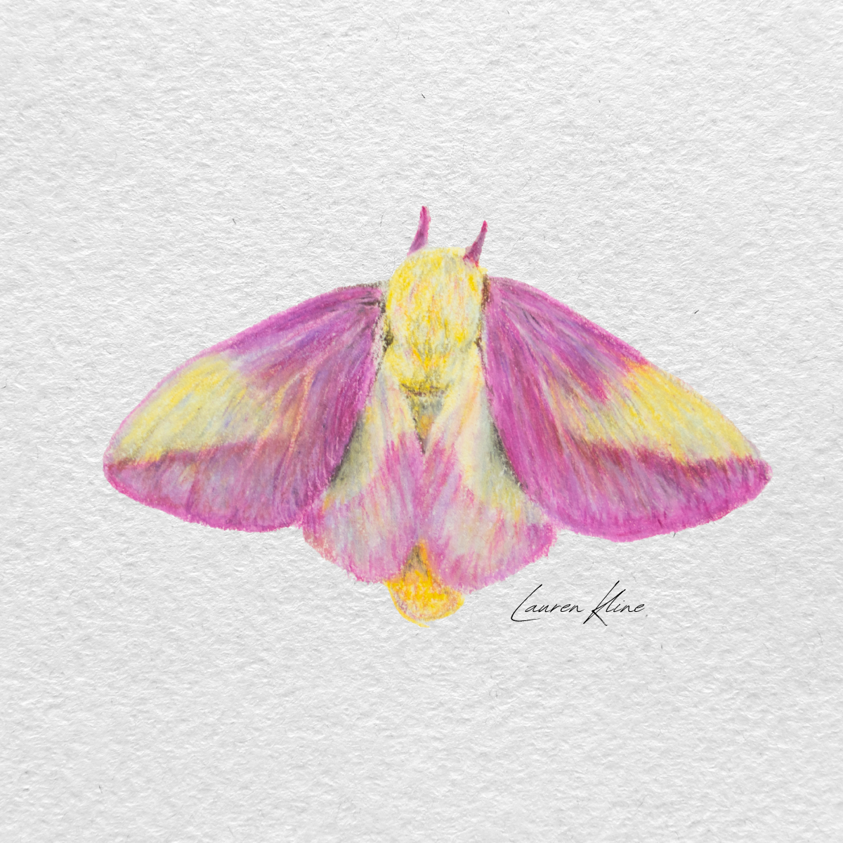 maple moth.png