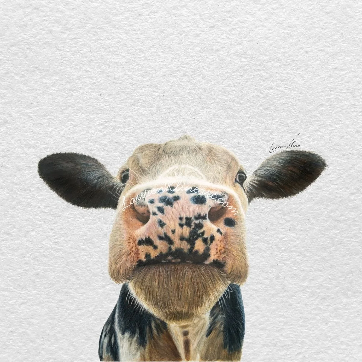 Dairy Cow.jpg