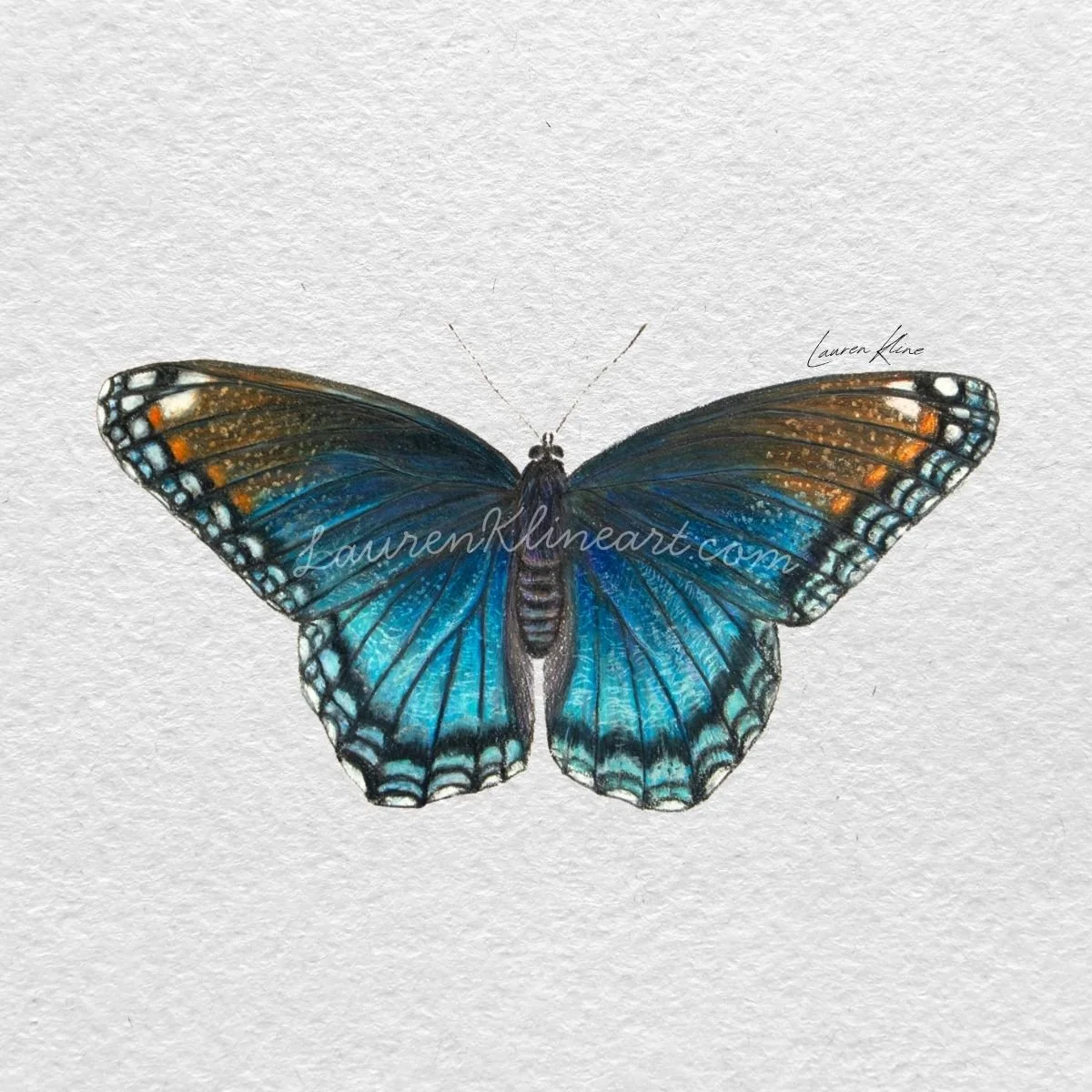 purple butterfly.jpg