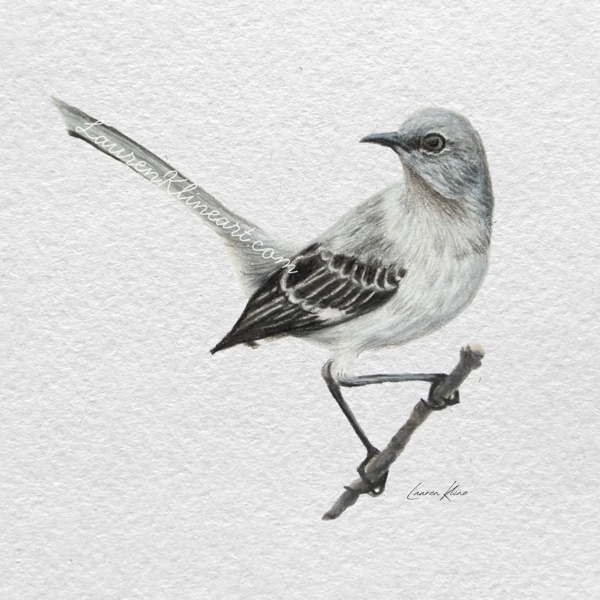 Mockingbird.jpg