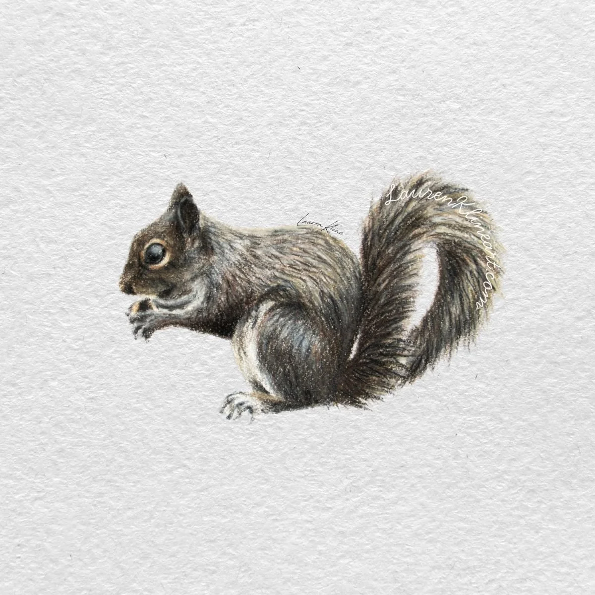 Squirrel.jpg