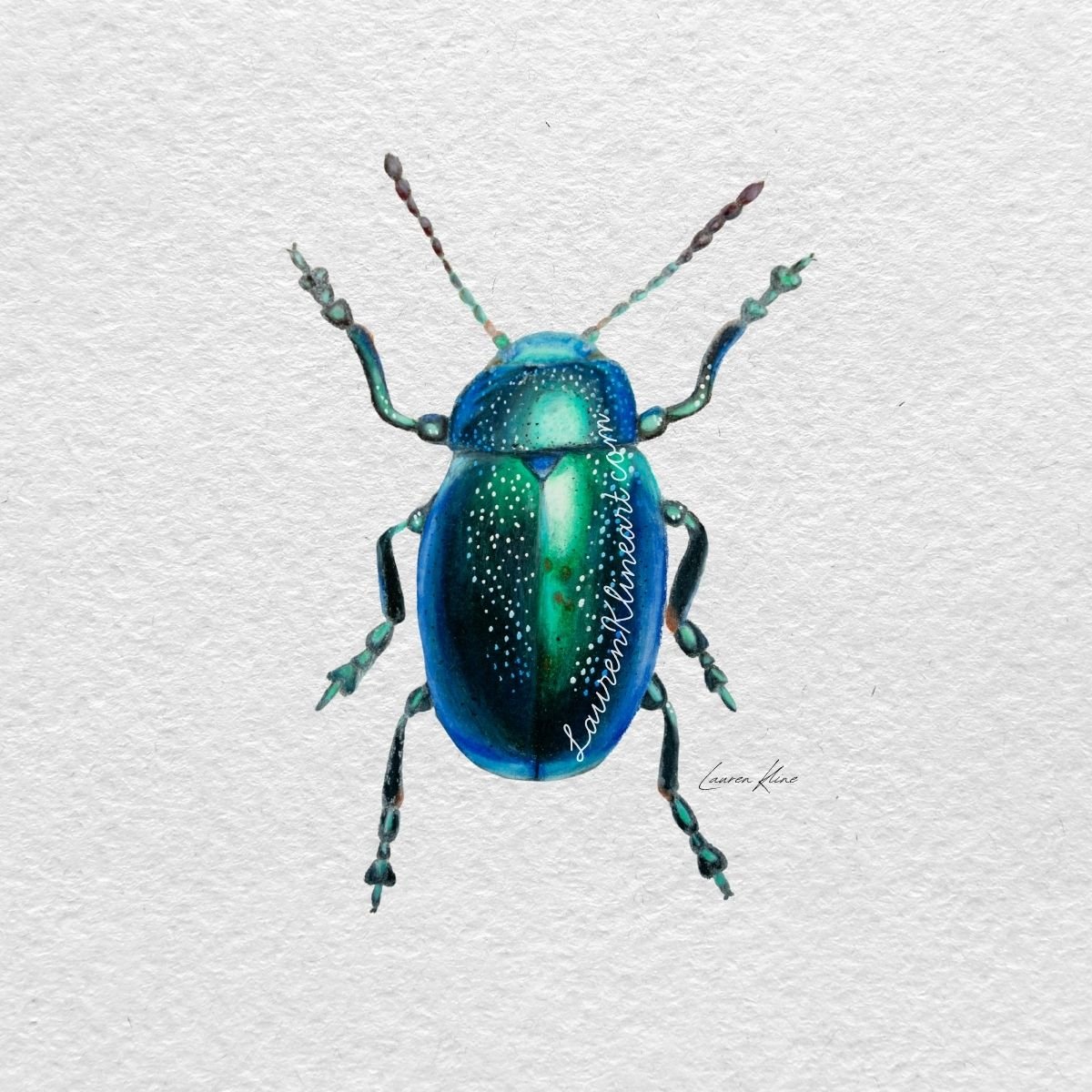 Beetle.jpg