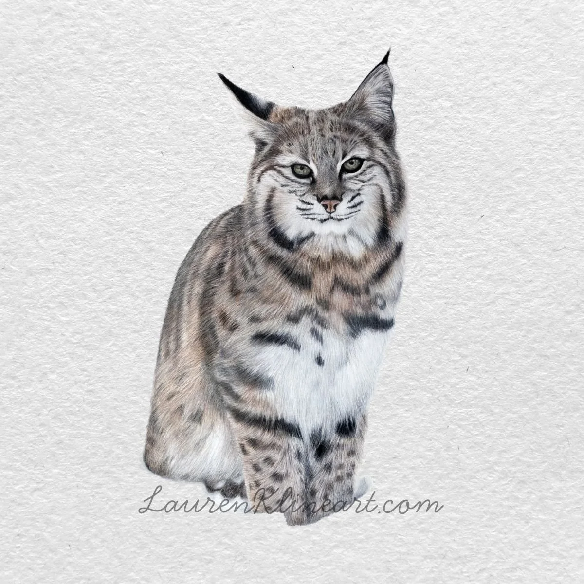 Bobcat.jpg