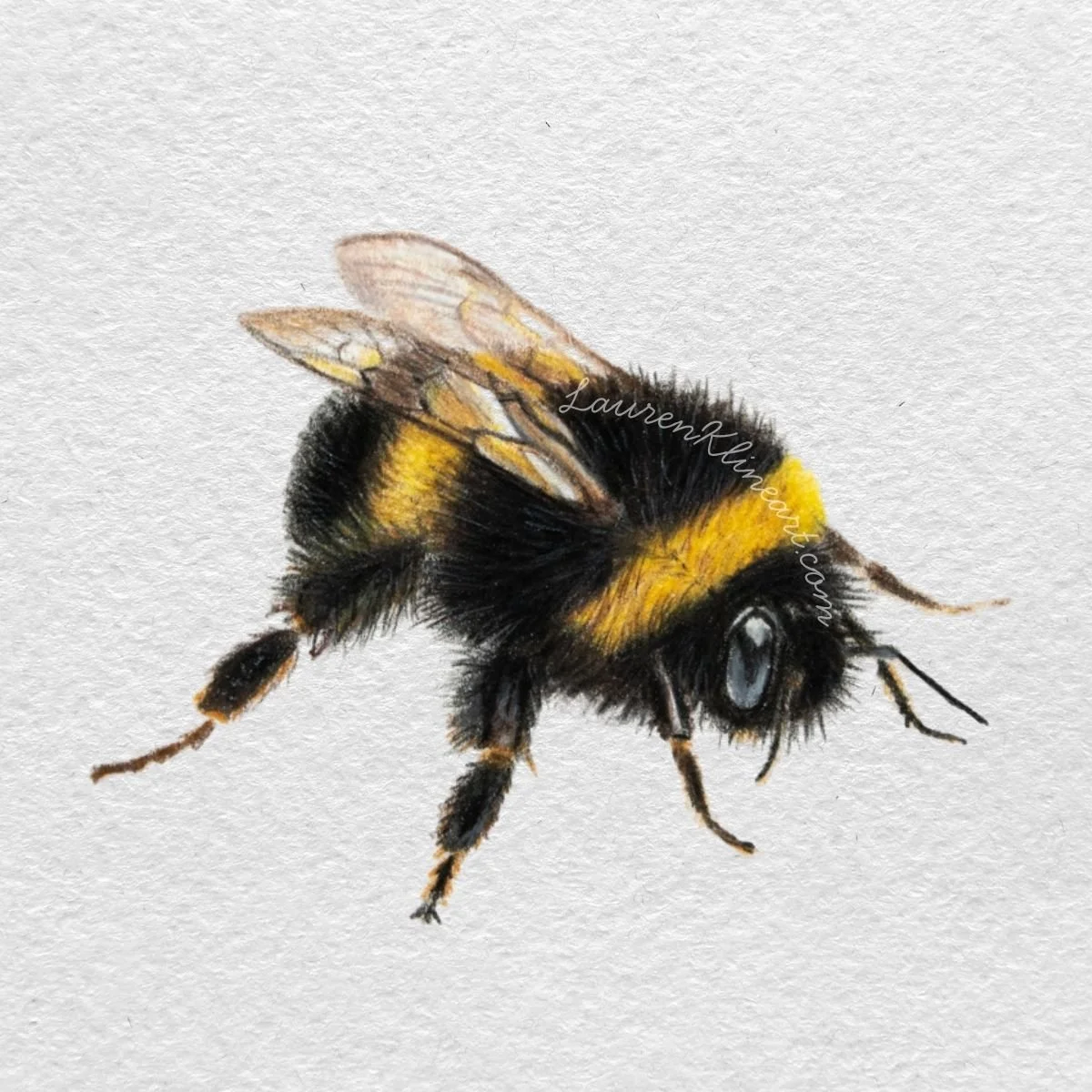 Bumble Bee.jpg