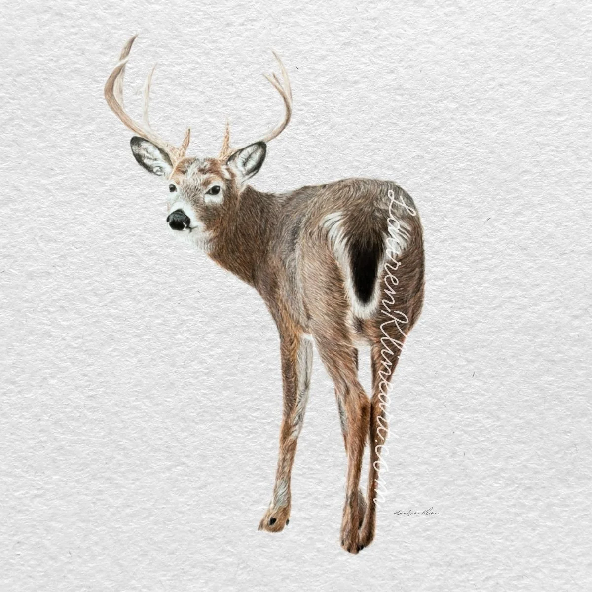 White Tailed Deer.jpg