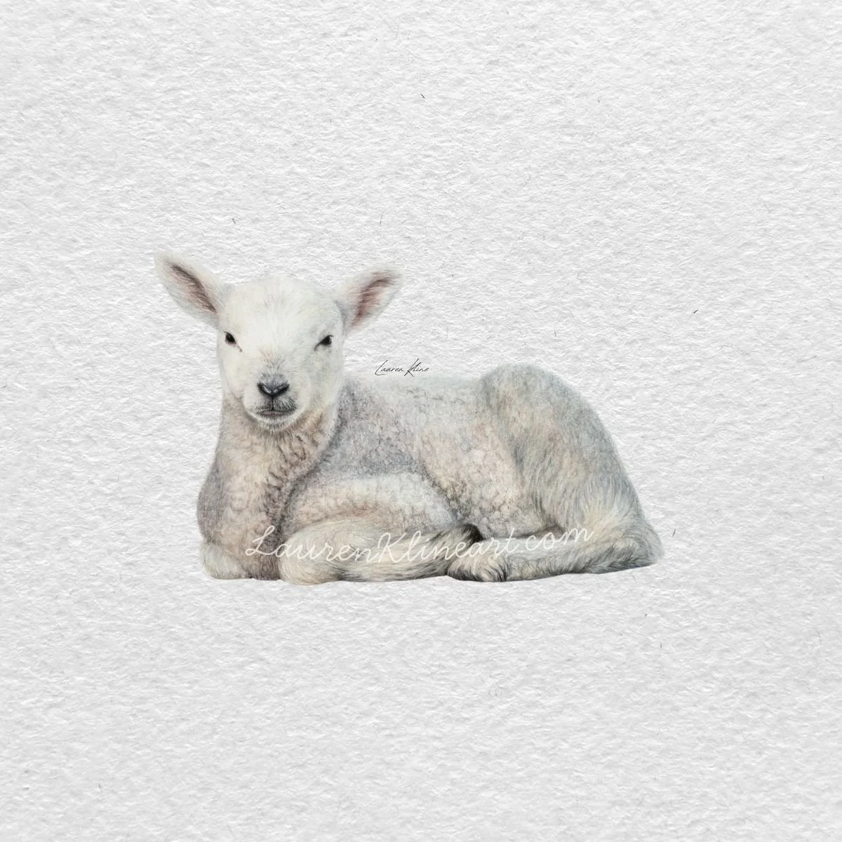 Lamb.jpg